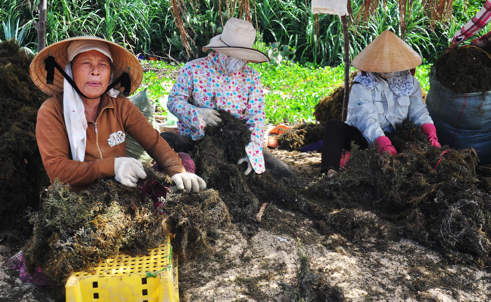 Khai thac rong mo ven bien Quang Ngai anh 7
