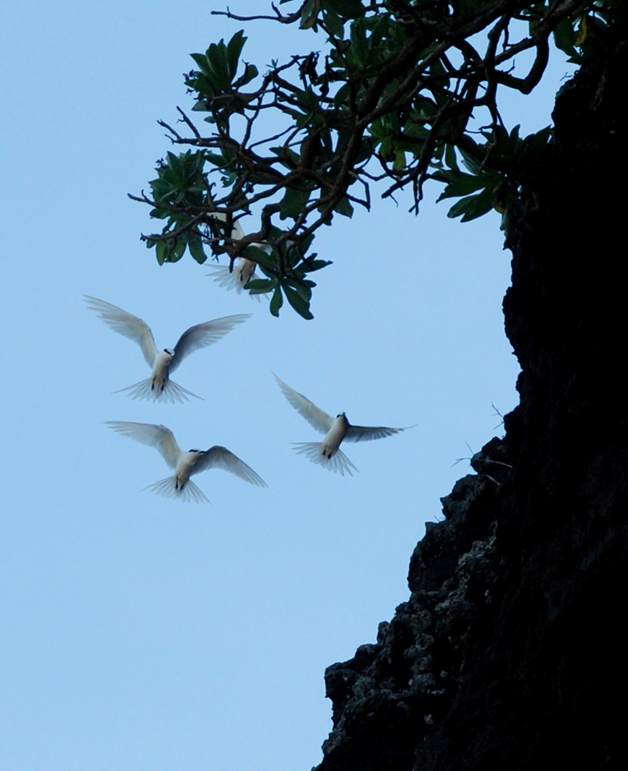 Dao Be  Ly Son anh 11