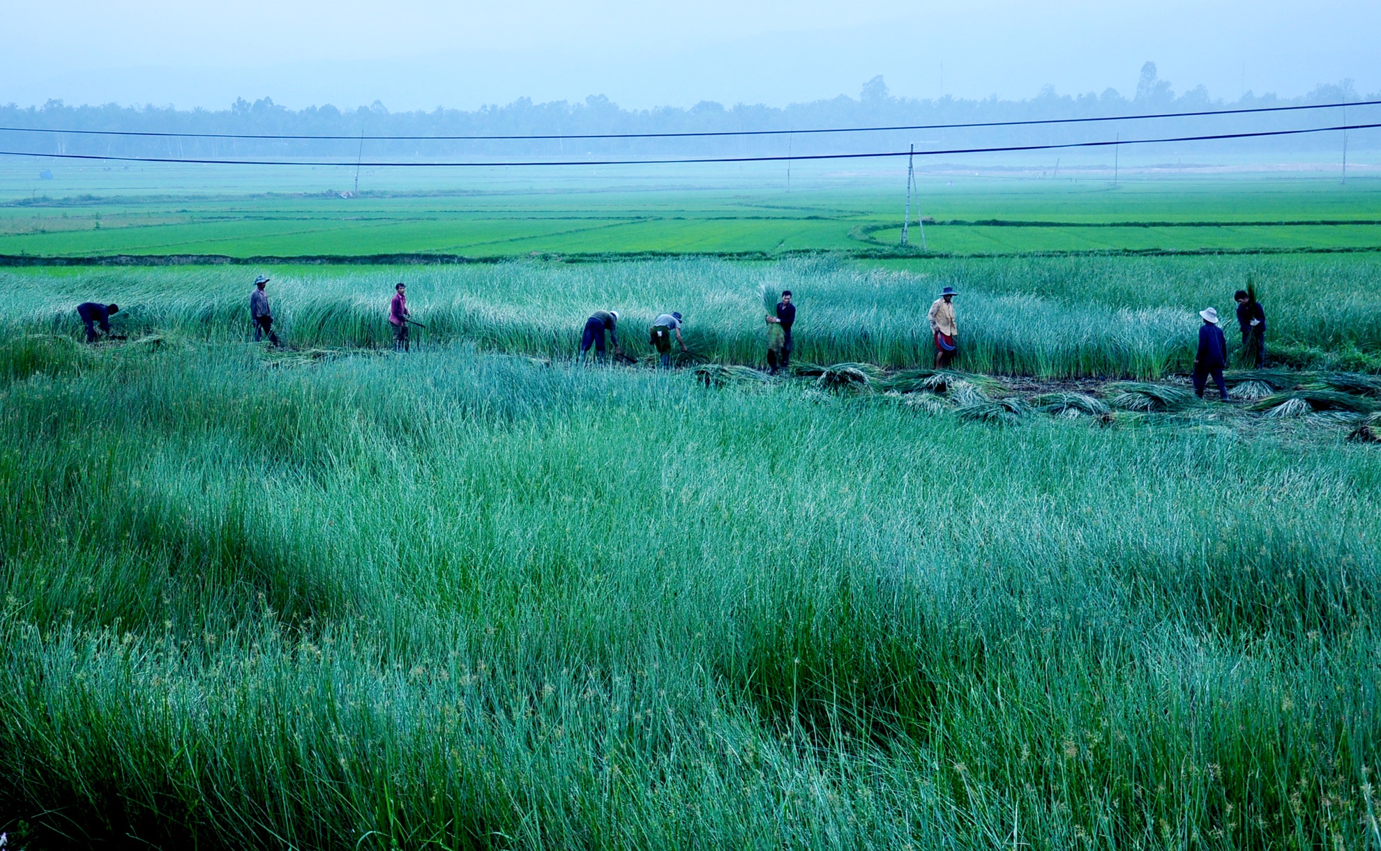 Lang chieu coi dep nhu coi mo  o Binh Dinh anh 1