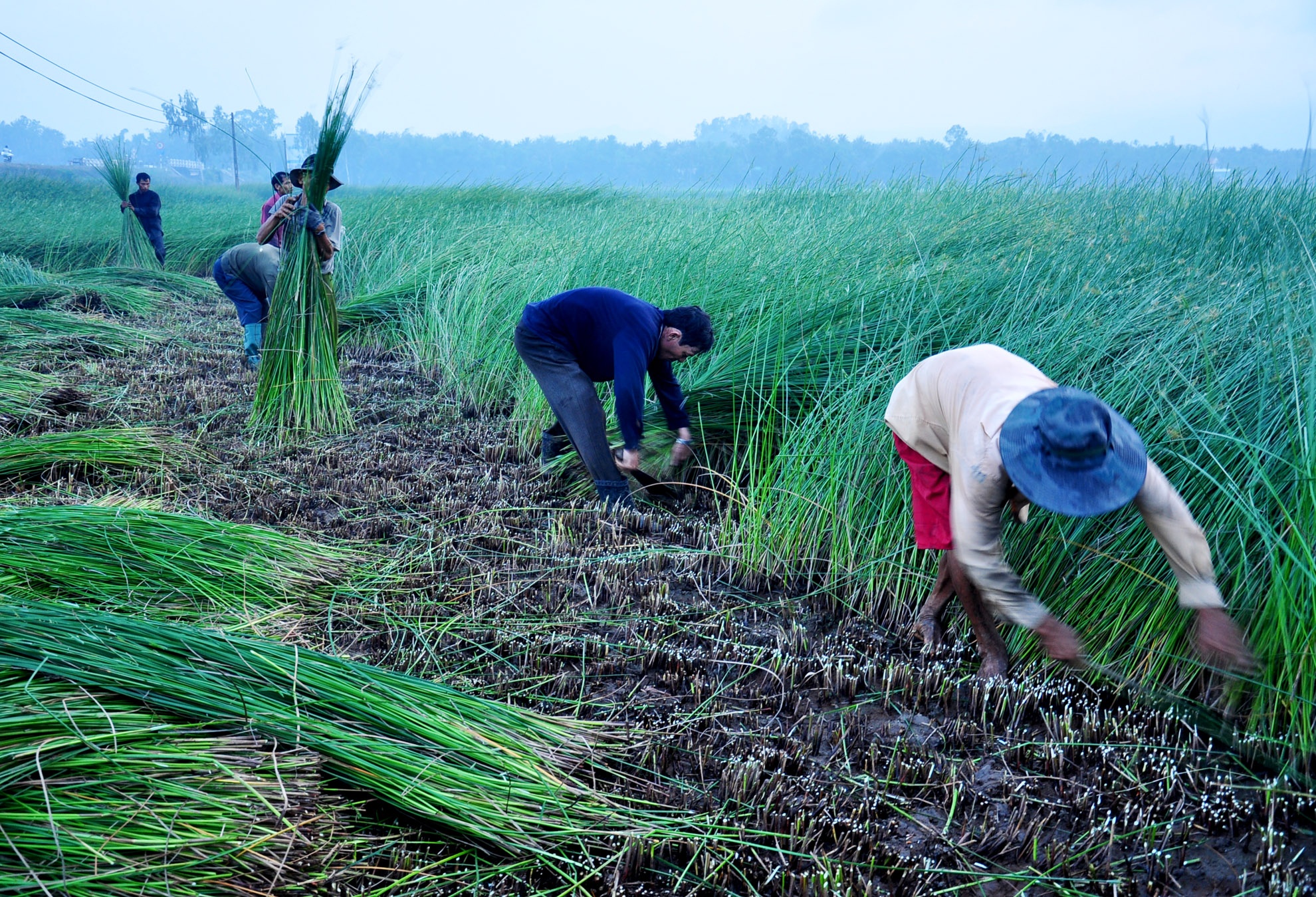 Lang chieu coi dep nhu coi mo  o Binh Dinh anh 2