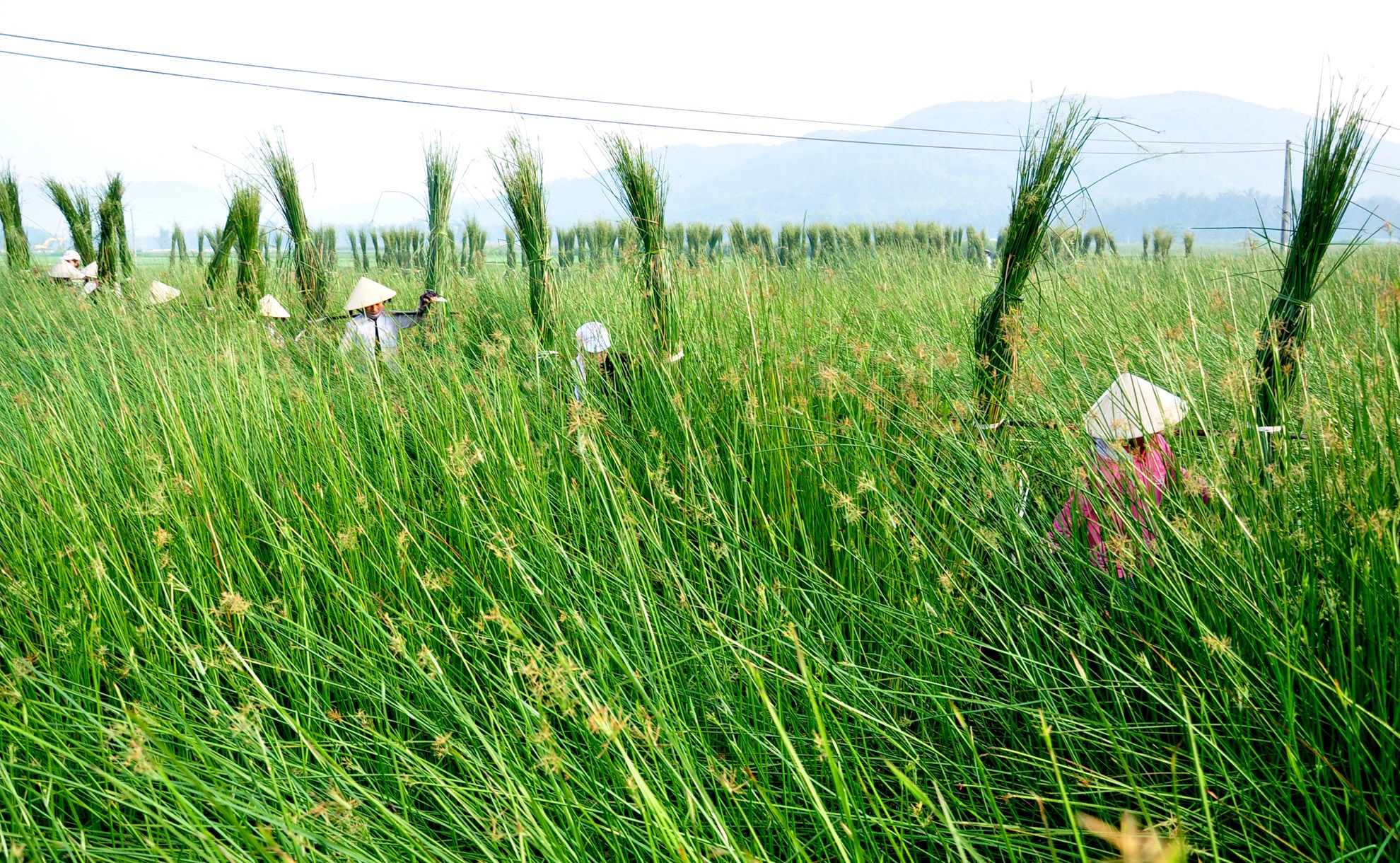 Lang chieu coi dep nhu coi mo o Binh Dinh hinh anh