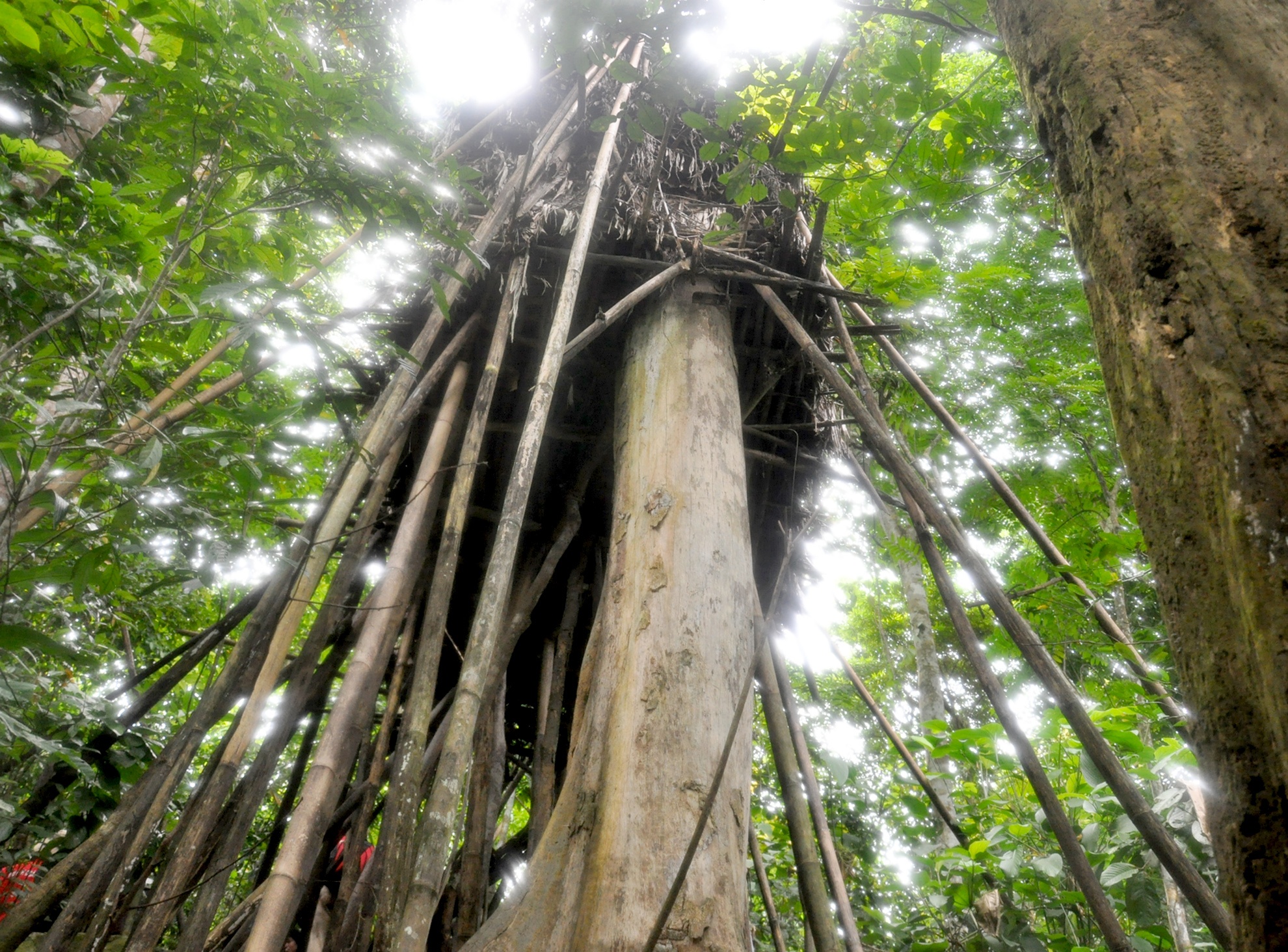 Cuoc song nuong ray cua 'Nguoi rung' Quang Ngai anh 2