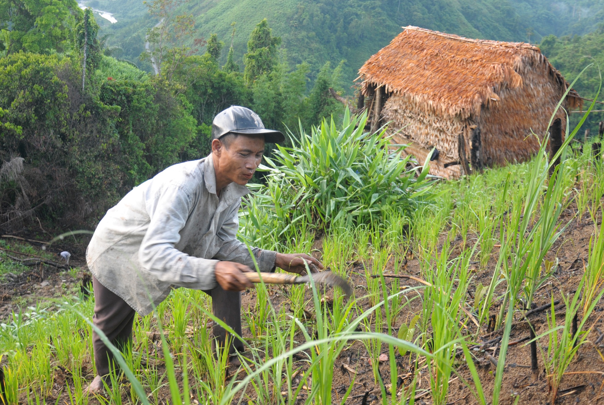 Cuoc song nuong ray cua 'Nguoi rung' Quang Ngai anh 5