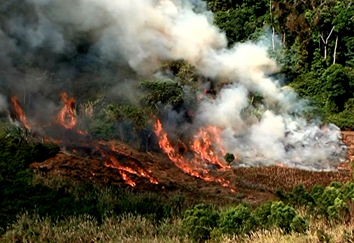 Dan Quang Ngai lien tuc chet chay do dot ray hinh anh