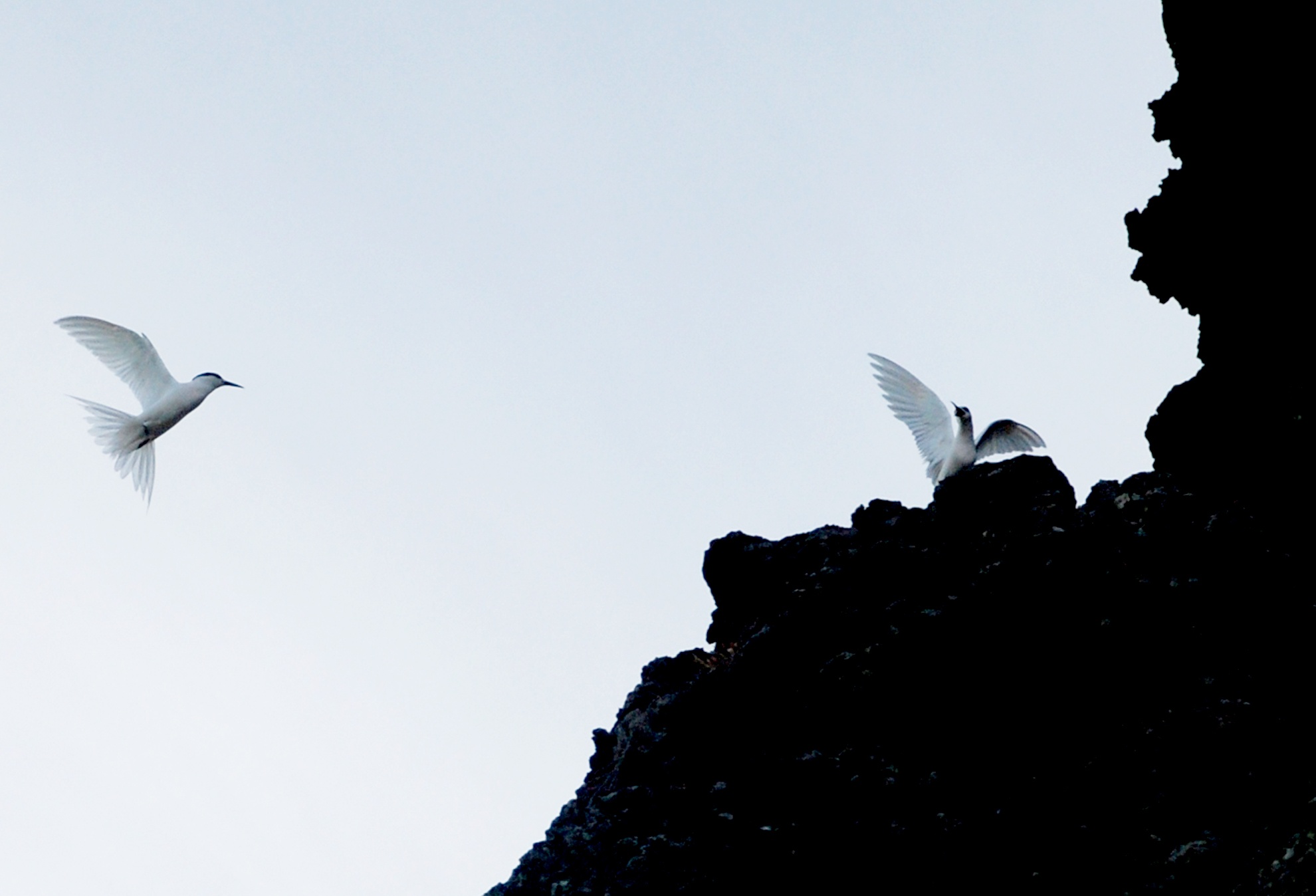 Nhung canh chim hai au o dao Ly Son hinh anh