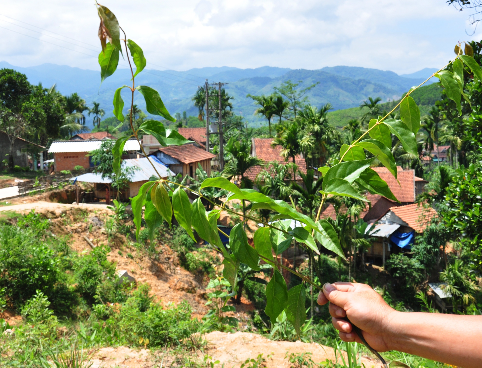 Quang Ngai lo ngai nan tu tu bang la ngon hinh anh