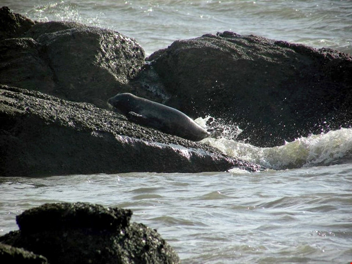 Hai cau xu lanh lien tuc xuat hien o vung bien Binh Thuan hinh anh