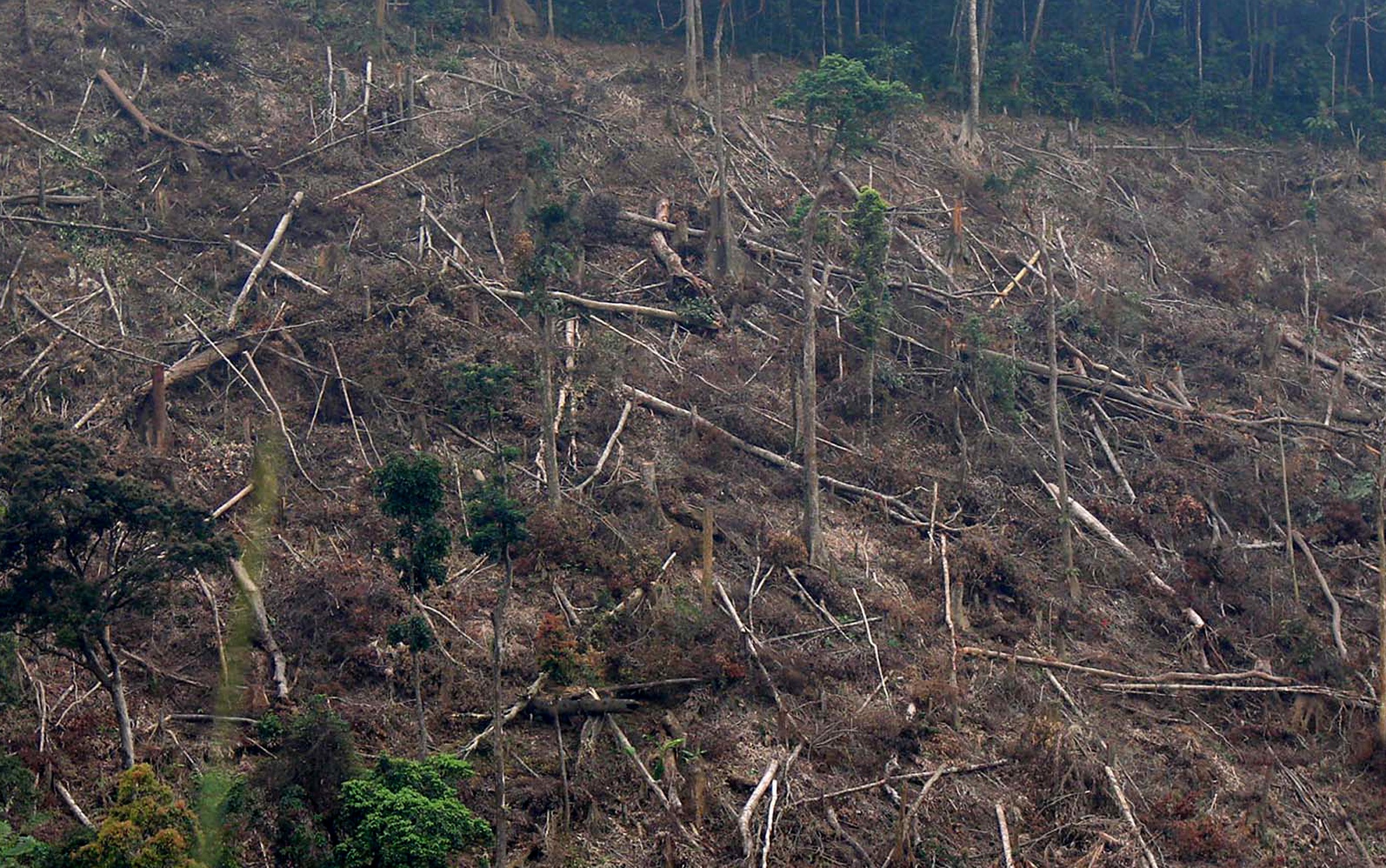 Rừng miền Trung liên tục bị xâm hại ảnh 1 Rung mien Trung lien tuc bi xam hai anh 1