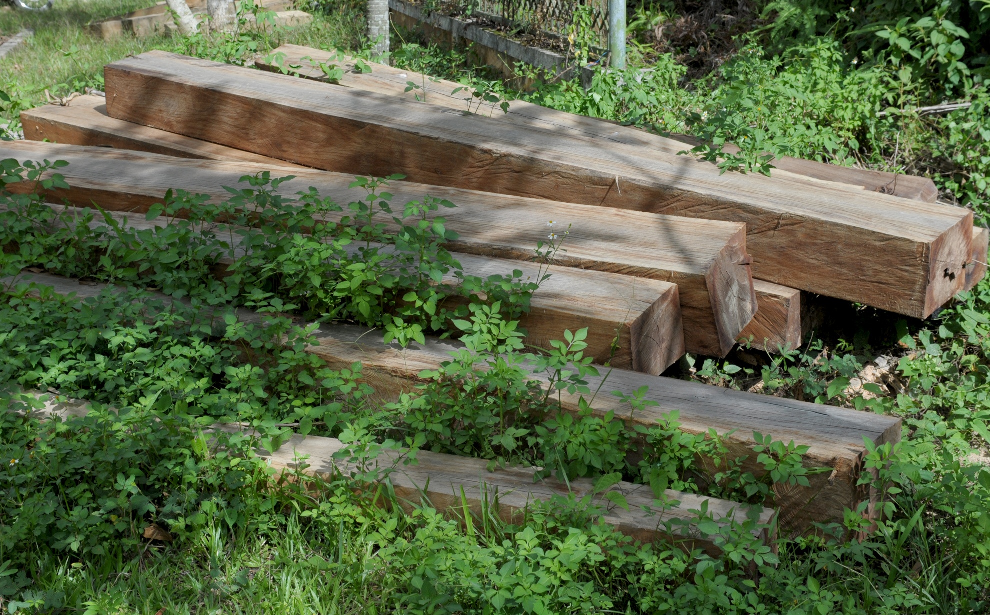 Rừng miền Trung liên tục bị xâm hại ảnh 3 Rung mien Trung lien tuc bi xam hai anh 3