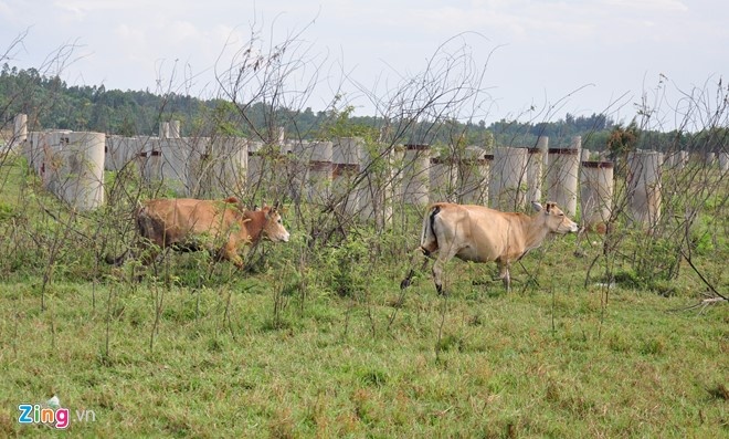 Thu hoi hang tram ha dat du an thep ty USD bo hoang hinh anh