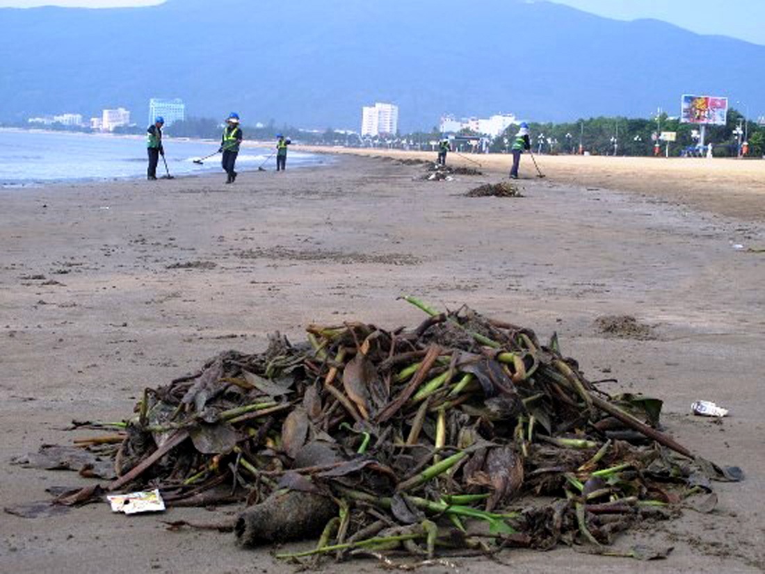 Hang chuc tan beo phu suot 3 km bai bien Quy Nhon hinh anh