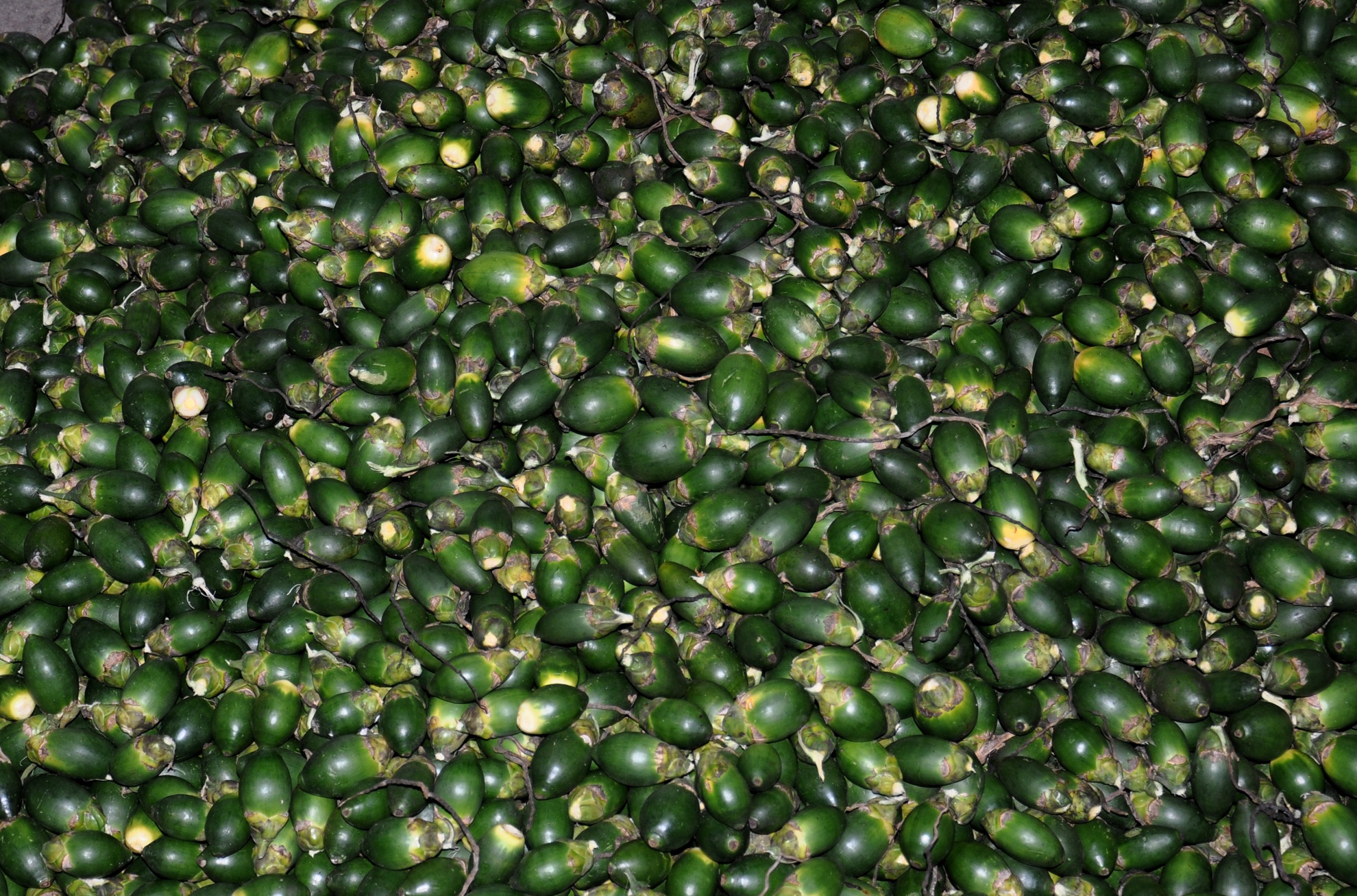 Hai cau non ban cho thuong lai vi so trom hinh anh