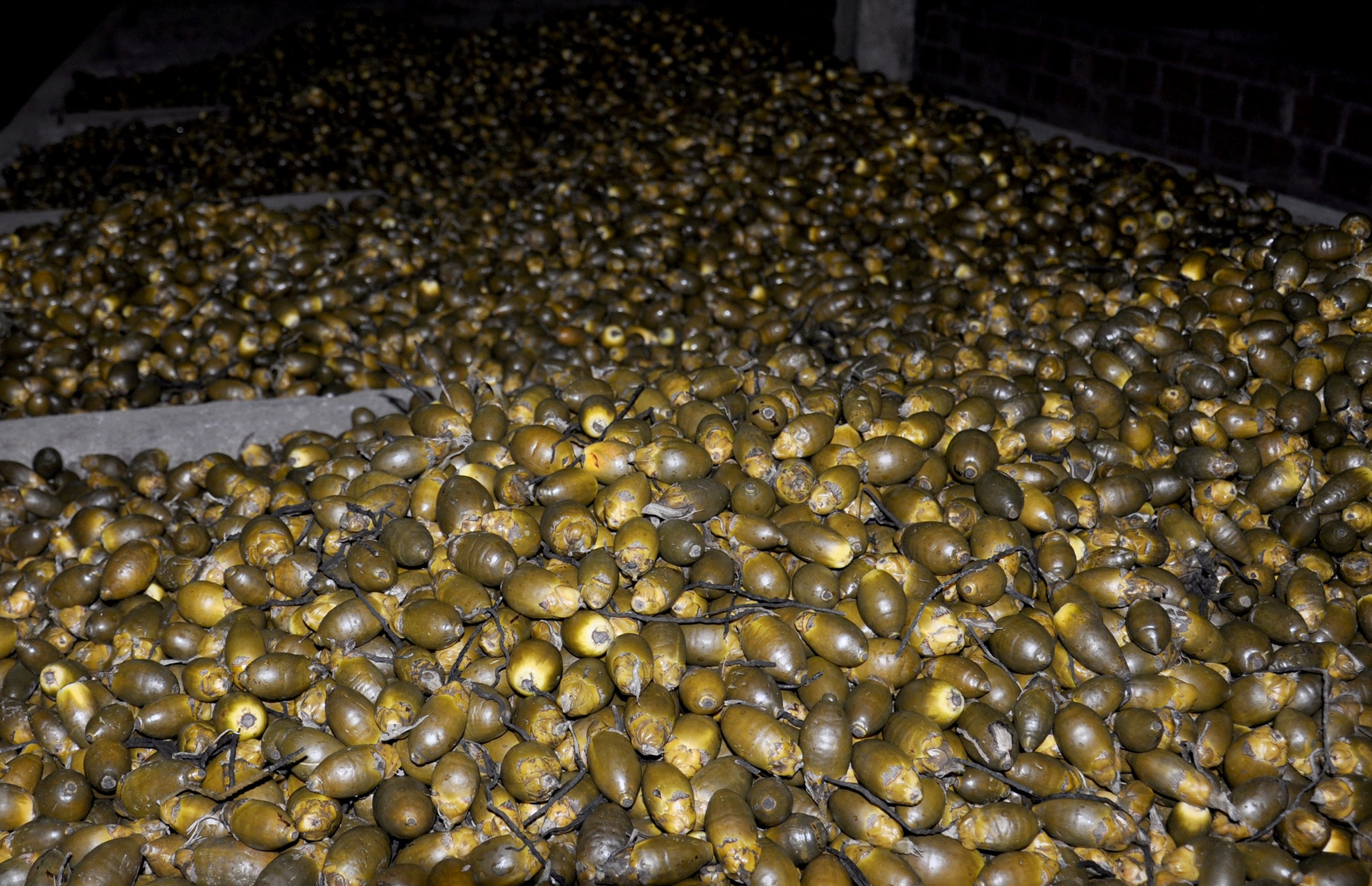 Dan lang ban cau non anh 12