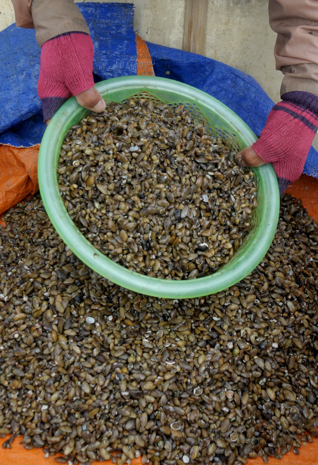 Muu sinh tren song Tra Khuc anh 10