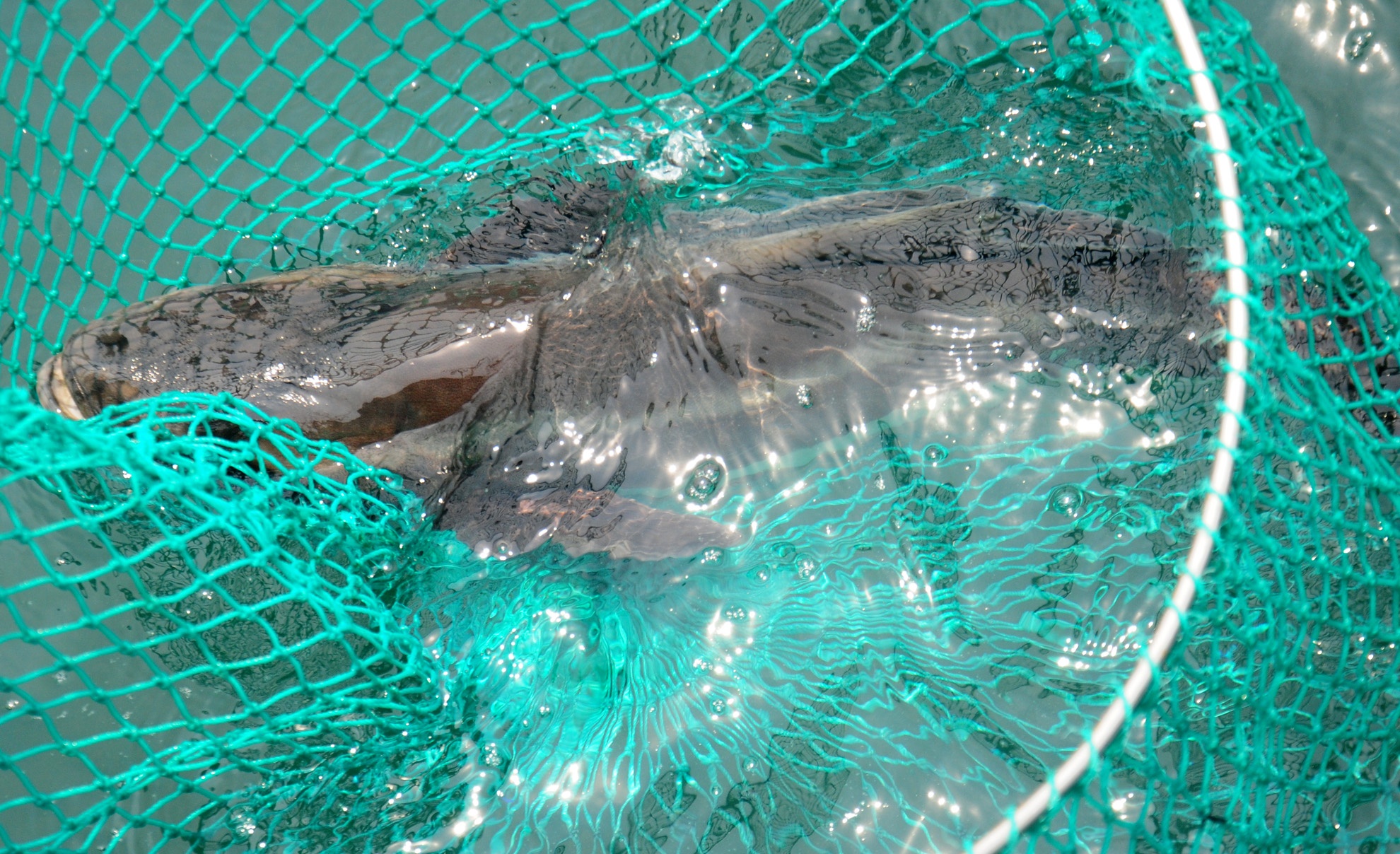 Nuoi thuy san thu nhap cao o huyen dao Ly Son hinh anh