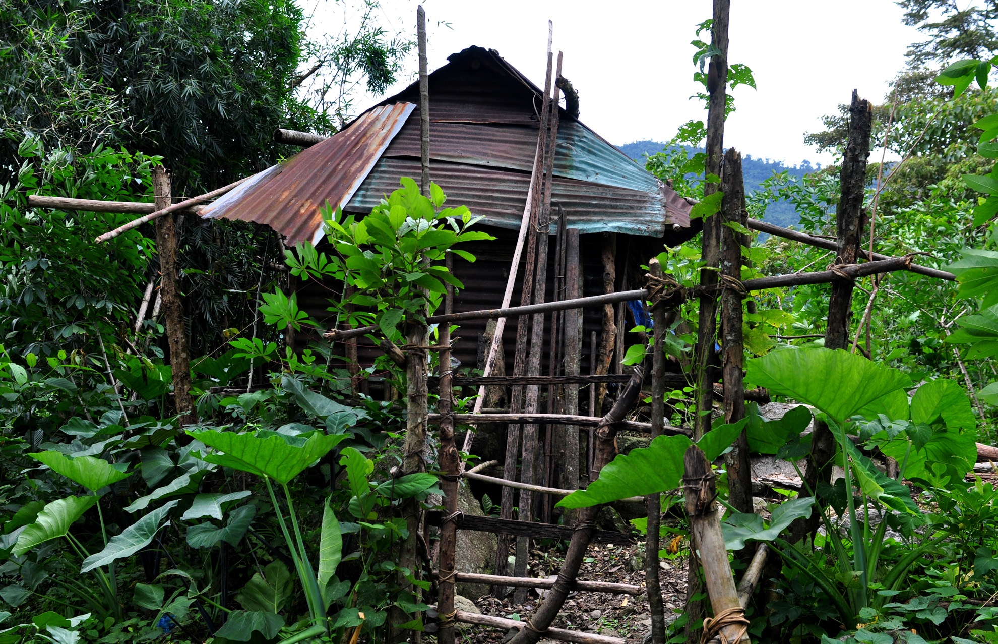 39 nam song giua rung sau anh 2