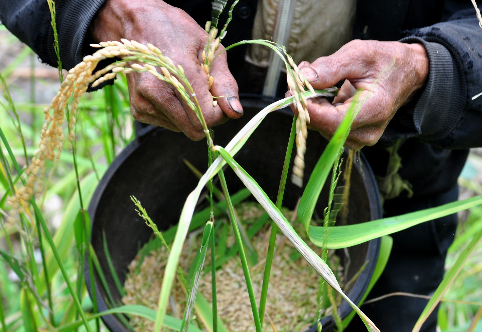 39 nam song giua rung sau anh 6