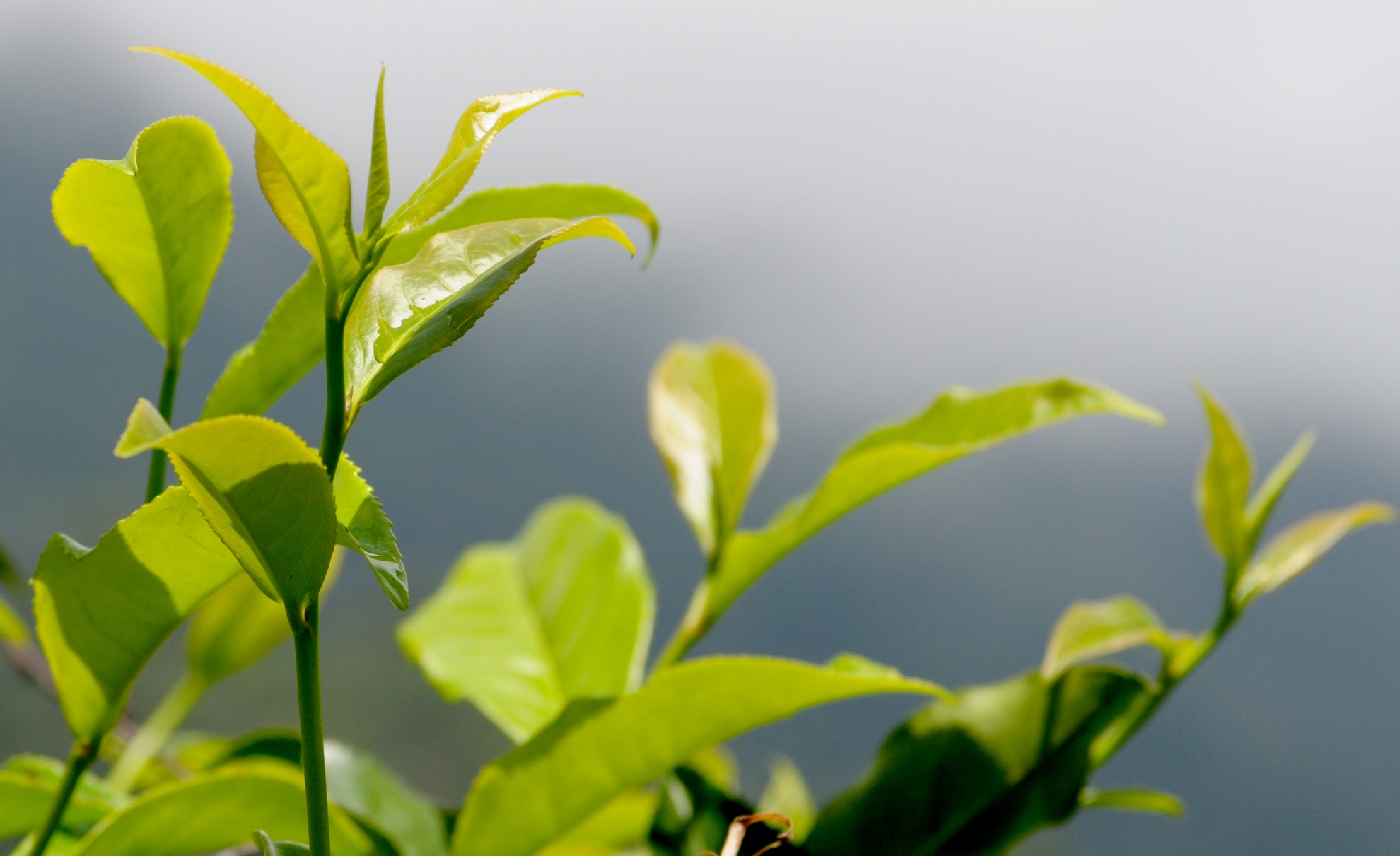 Lang biet lap o Ca Dam anh 13