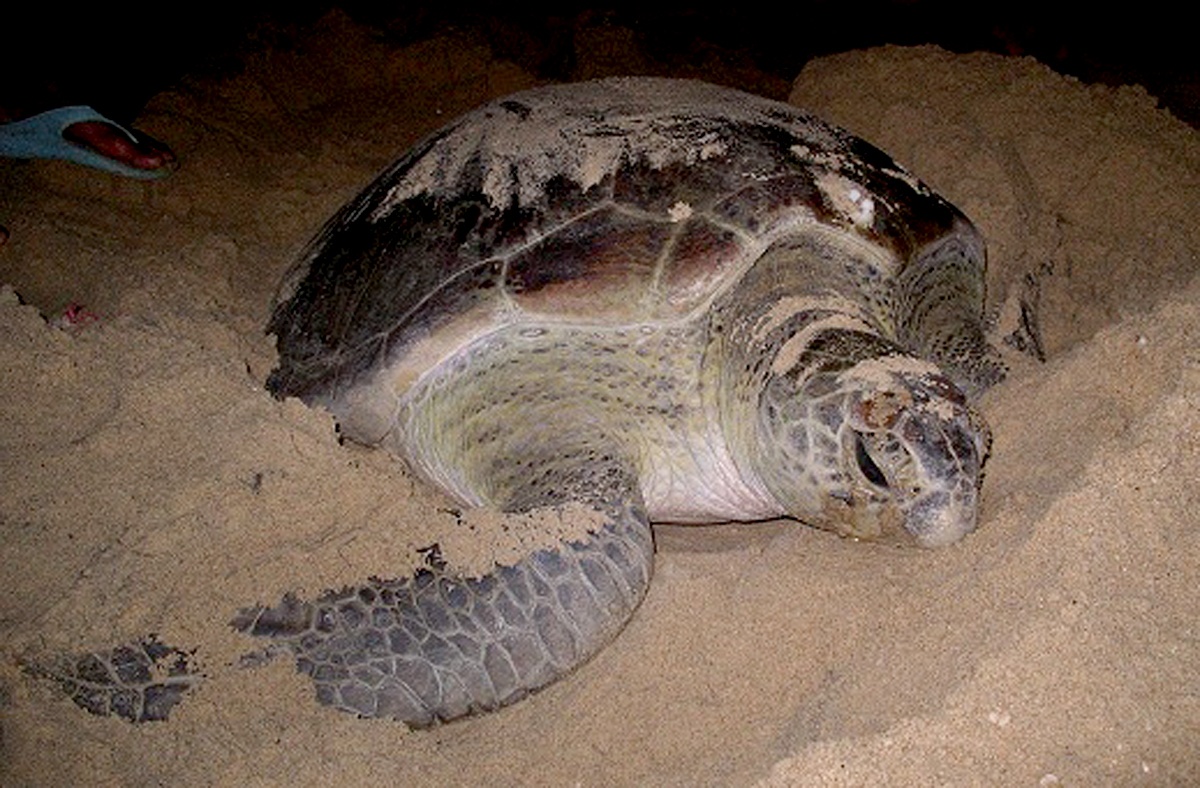 Rua quy hiem bo len bai bien Quy Nhon de trung hinh anh