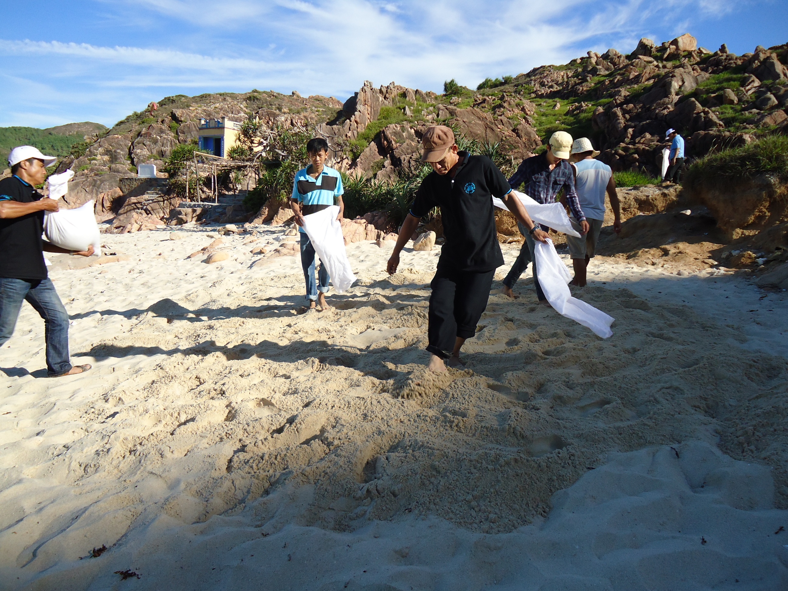 Bảo tồn rùa biển ảnh 3 Bao ton rua bien anh 3