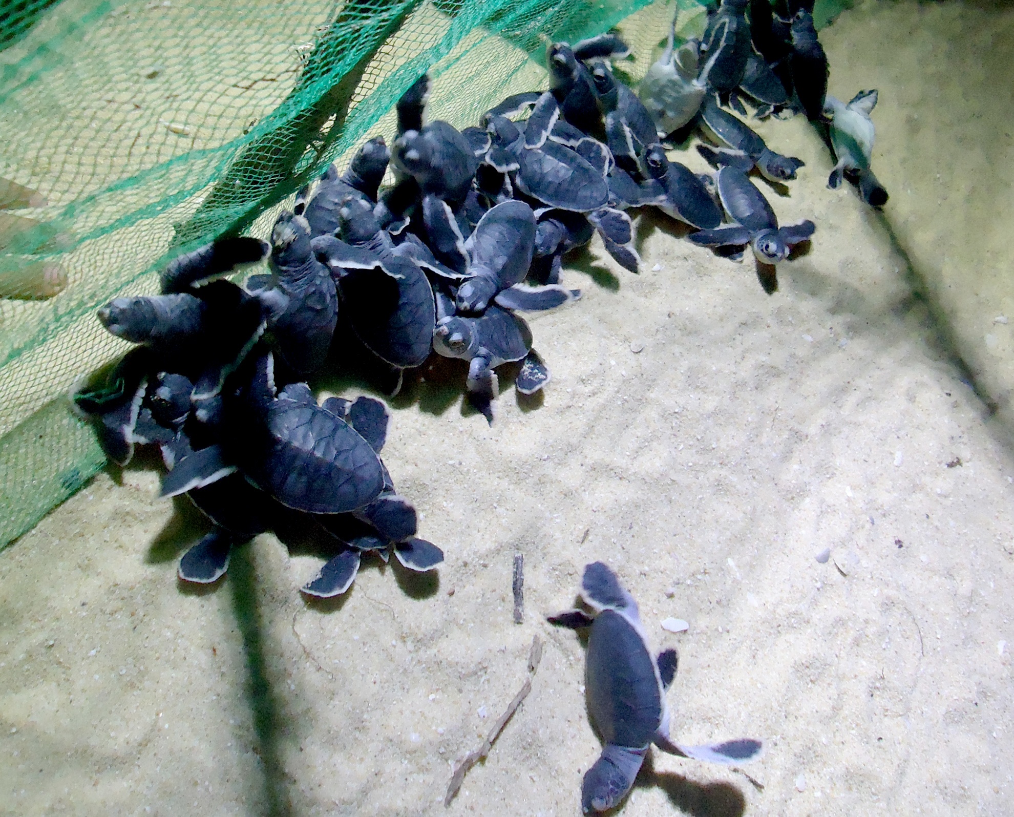 Ca lang chai cham soc rua quy de trung hinh anh