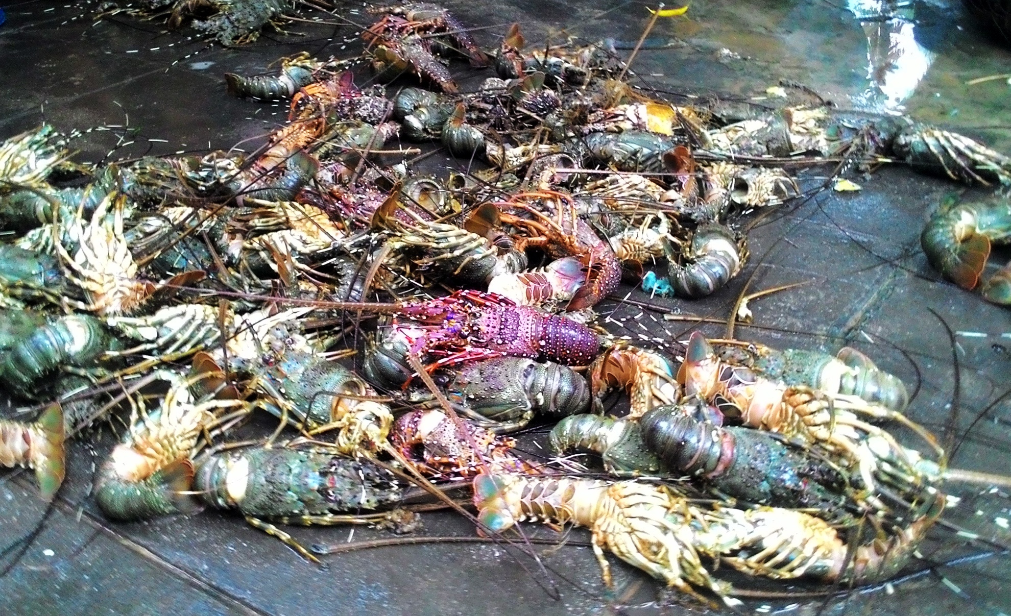 Dan Phu Yen khon kho vi tom hum, oc huong chet sau lu hinh anh