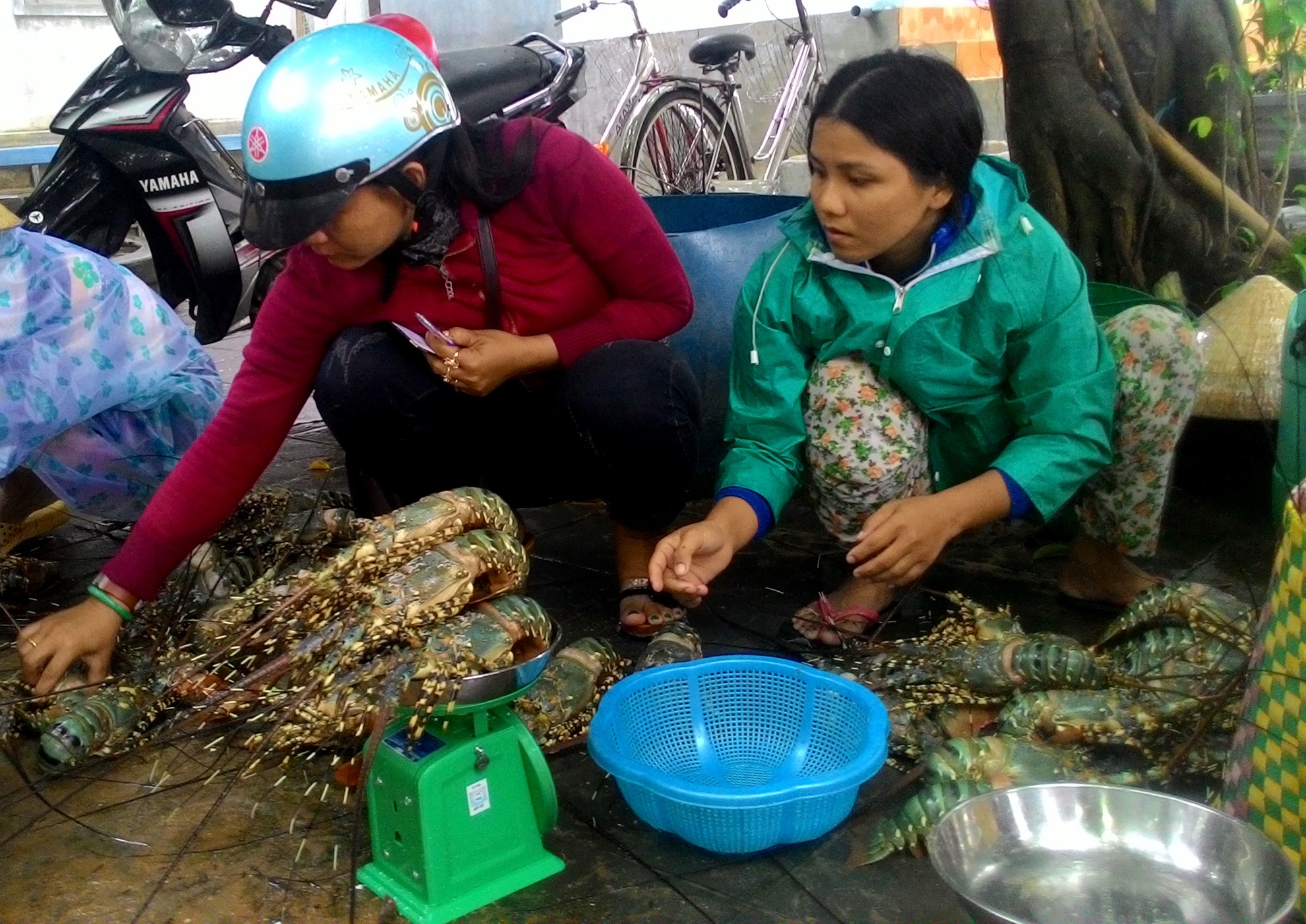 Mưa lũ khiến thủy sản chết ảnh 9 Mua lu khien thuy san chet anh 9