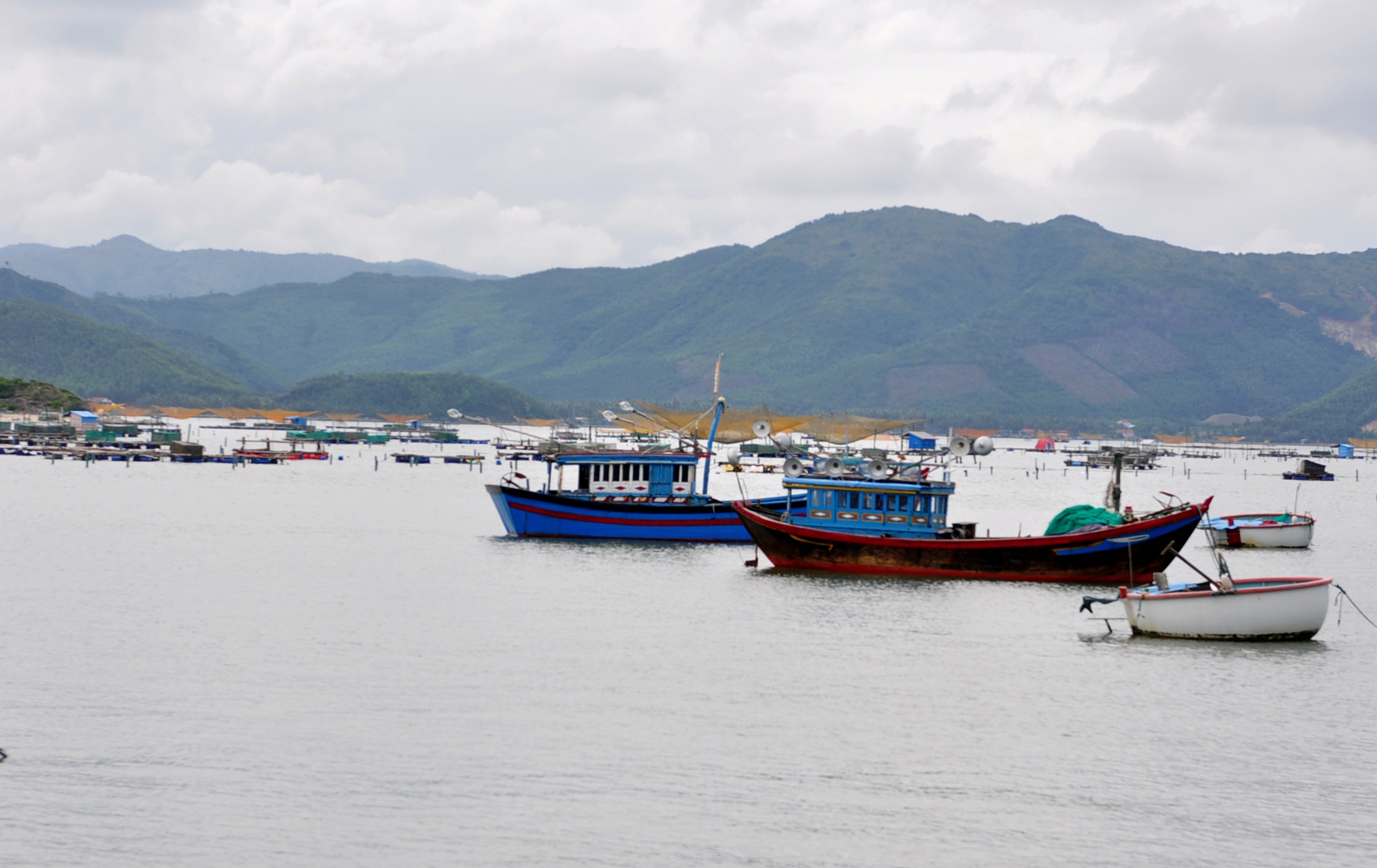 Mưa lũ khiến thủy sản chết ảnh 1 Mua lu khien thuy san chet anh 1