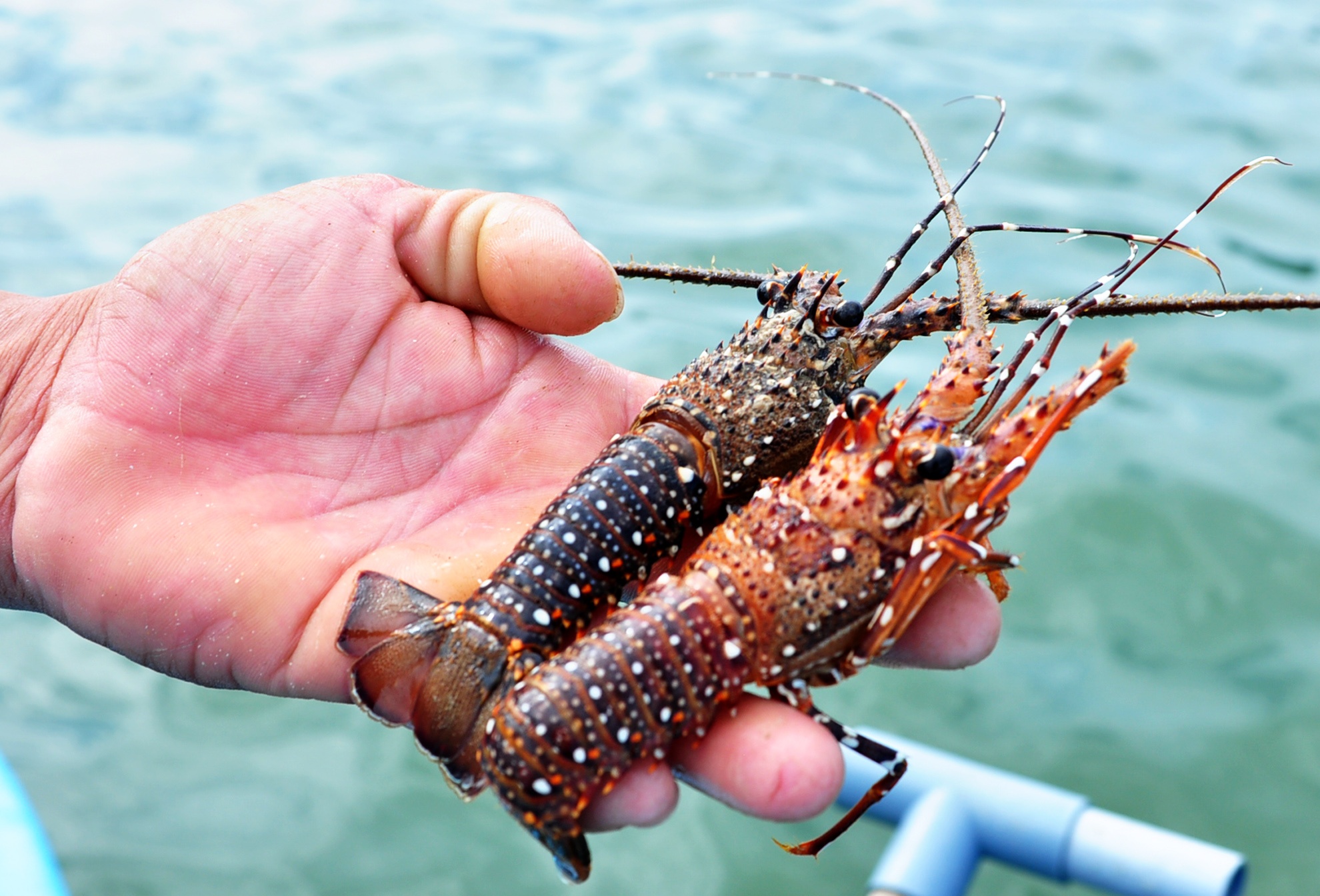 Mưa lũ khiến thủy sản chết ảnh 5 Mua lu khien thuy san chet anh 5