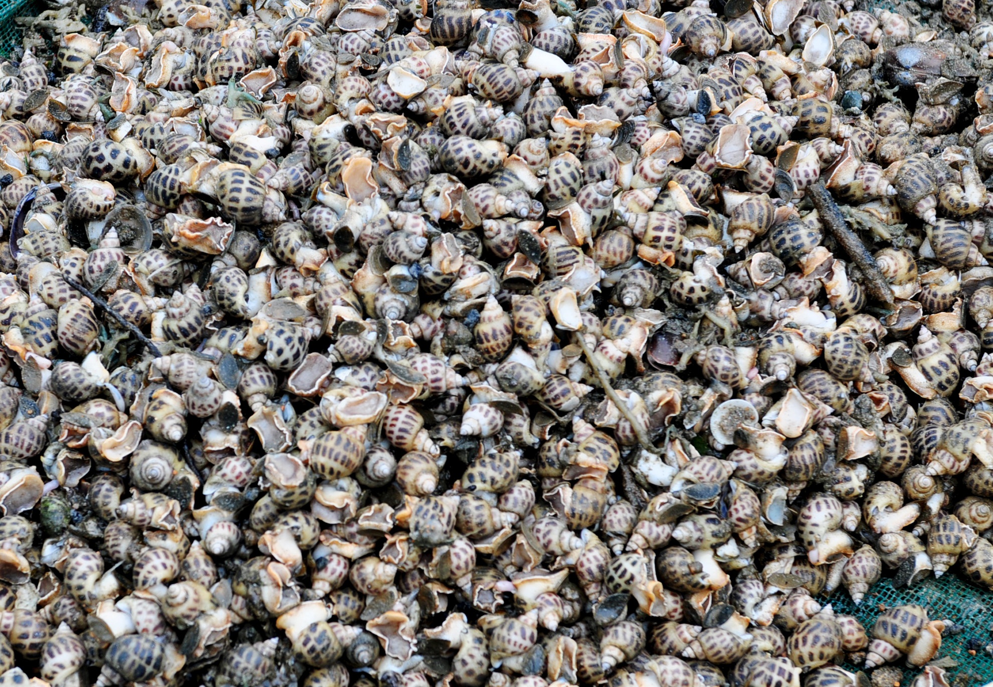 Mưa lũ khiến thủy sản chết ảnh 12 Mua lu khien thuy san chet anh 12