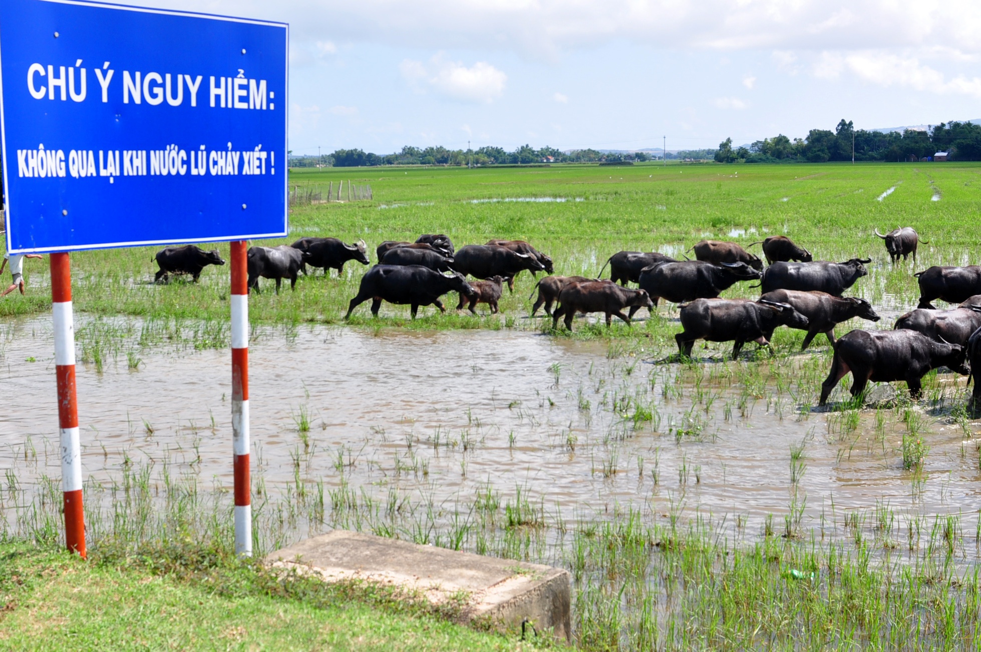 Tình làng sau lũ ảnh 2 Tinh lang sau lu anh 2