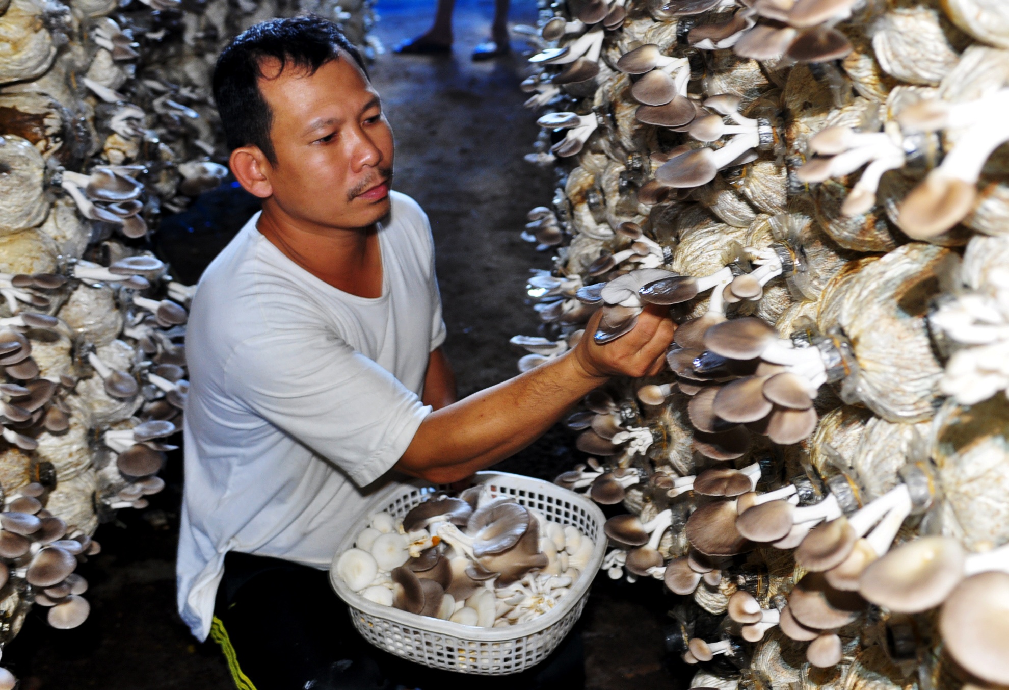 Dan Quang Ngai thu nhap cao nho trong nam hinh anh