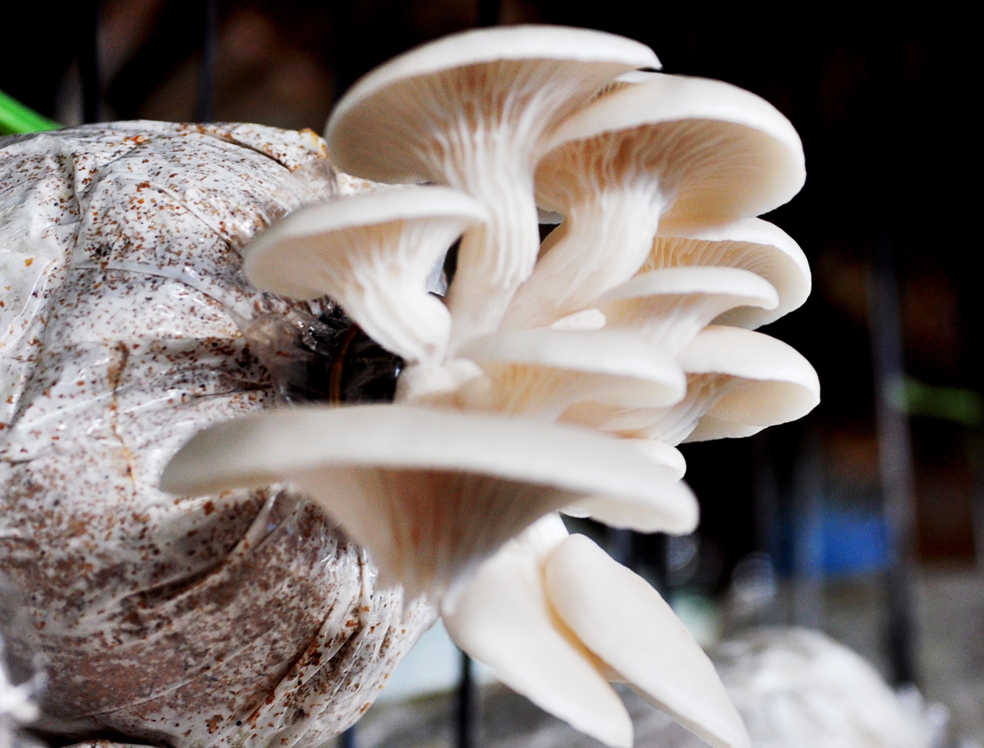 Thu nua ty nho trong nam anh 5