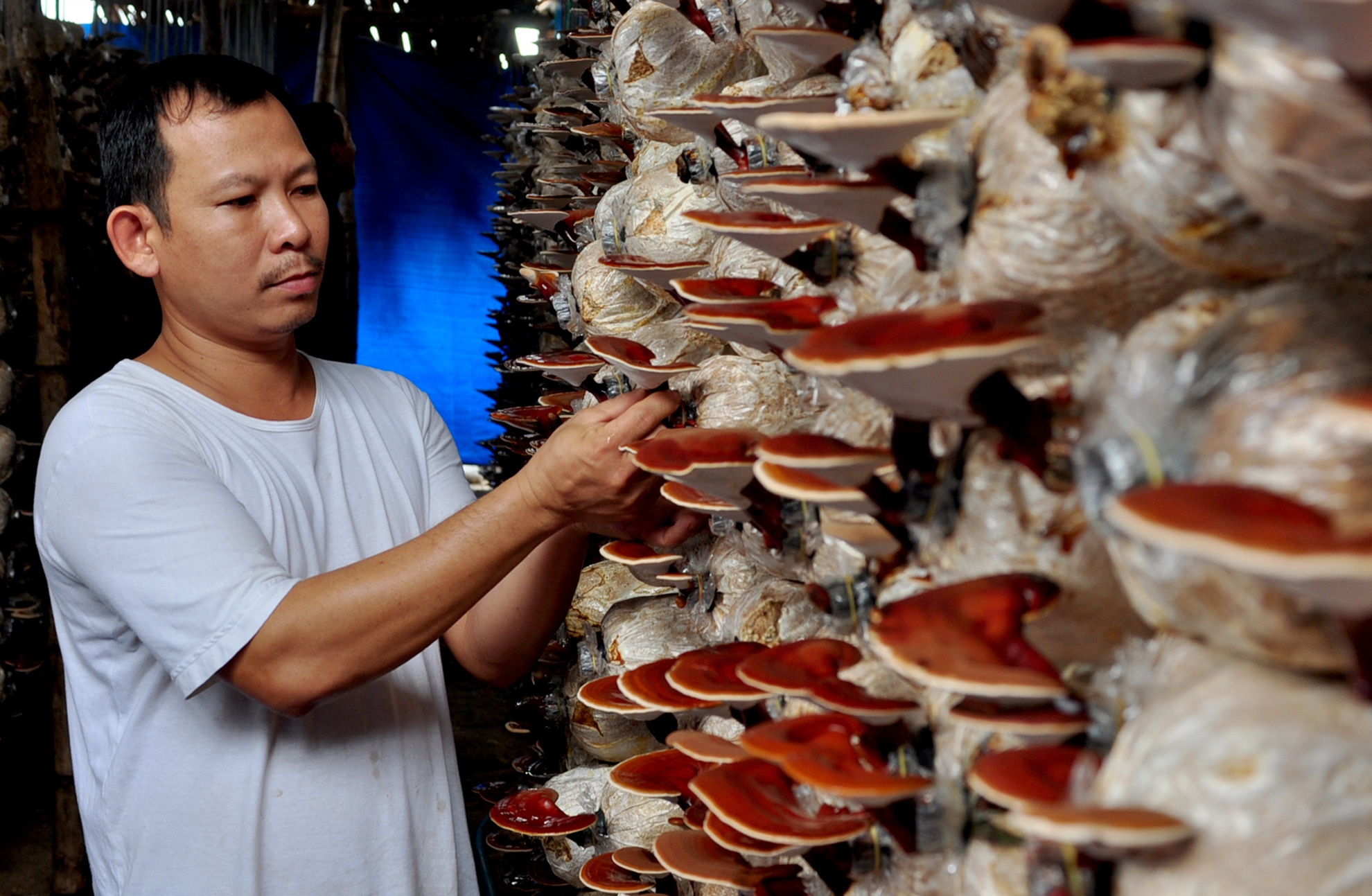 Thu nhap nua ty moi nam nho trong nam hinh anh