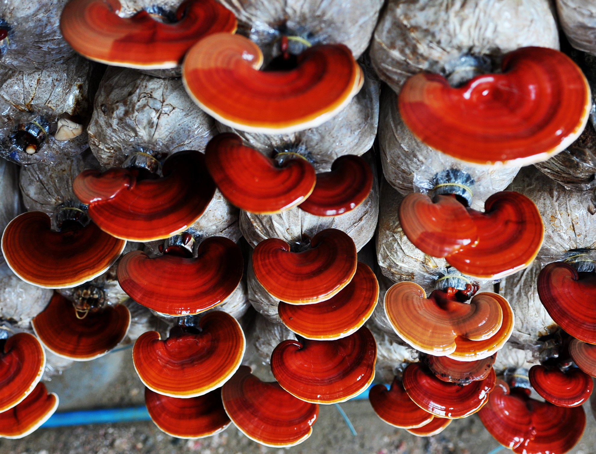 Thu nua ty nho trong nam anh 6