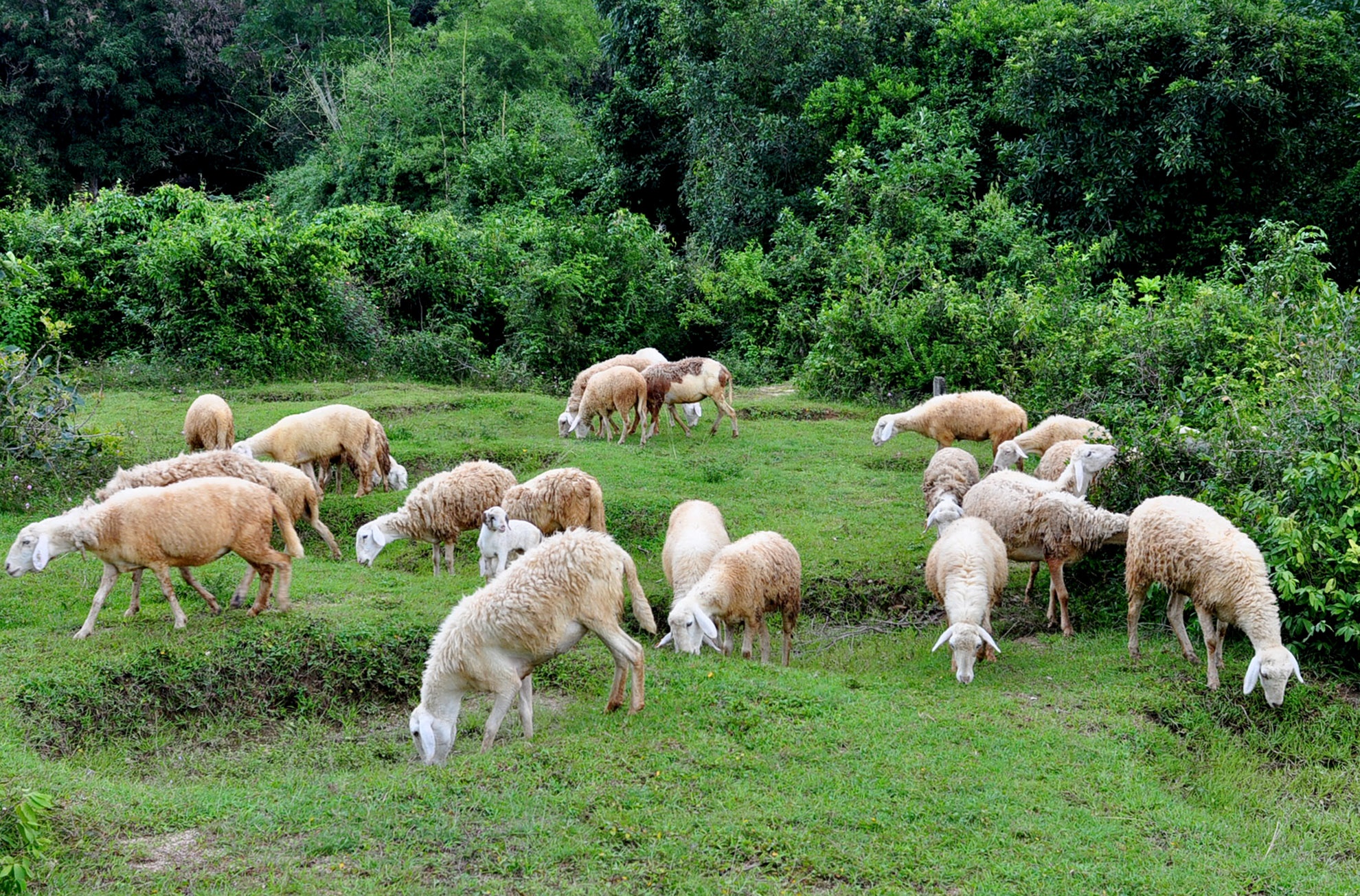 Cuu Quang Ngai anh 10
