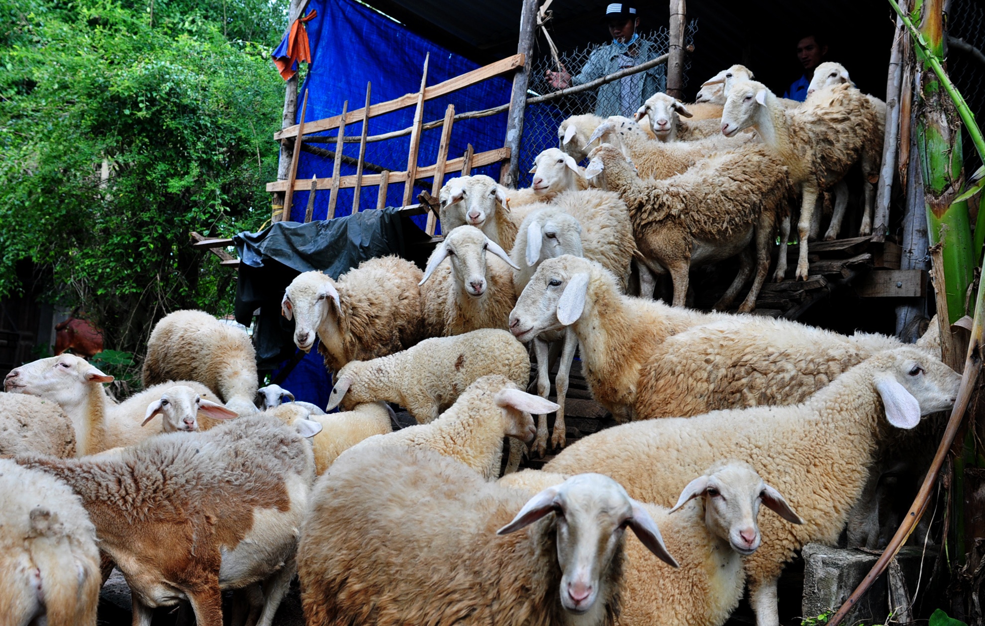 Chang trai 8X lap Facebook quang ba san pham thit cuu hinh anh