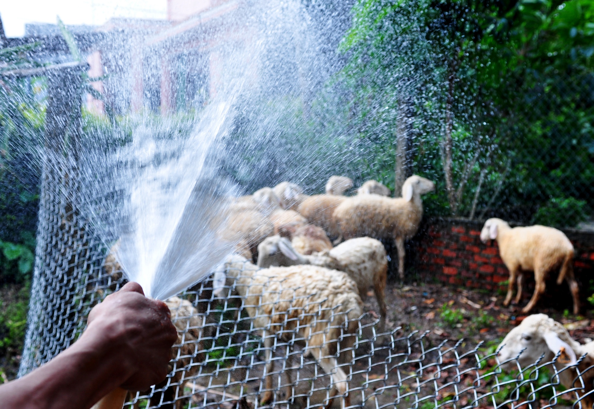 Cuu Quang Ngai anh 3