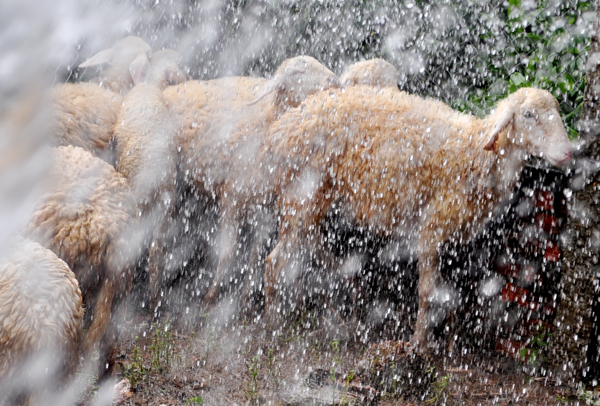 Cuu Quang Ngai anh 4