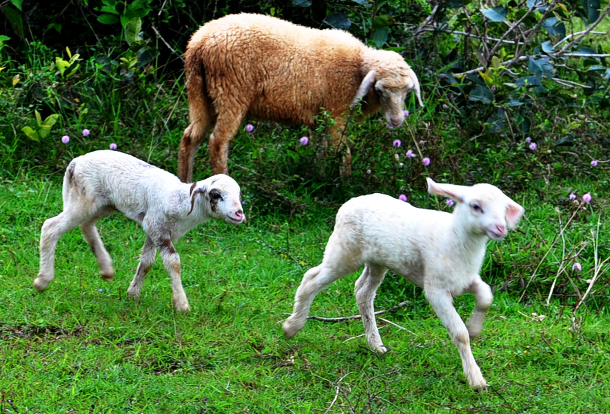 Cuu Quang Ngai anh 9