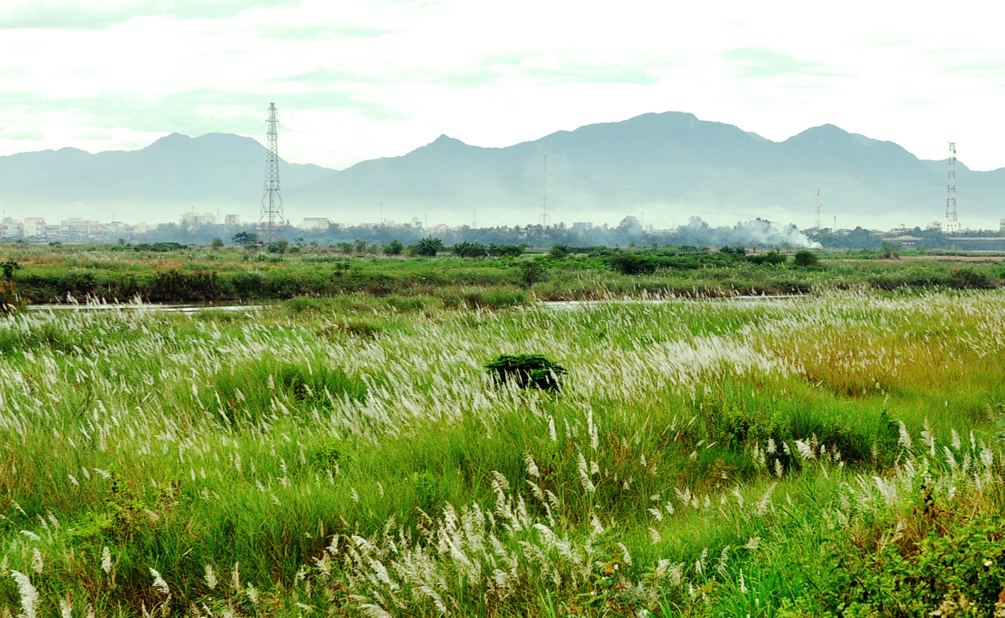Mua hoa co lau anh 1
