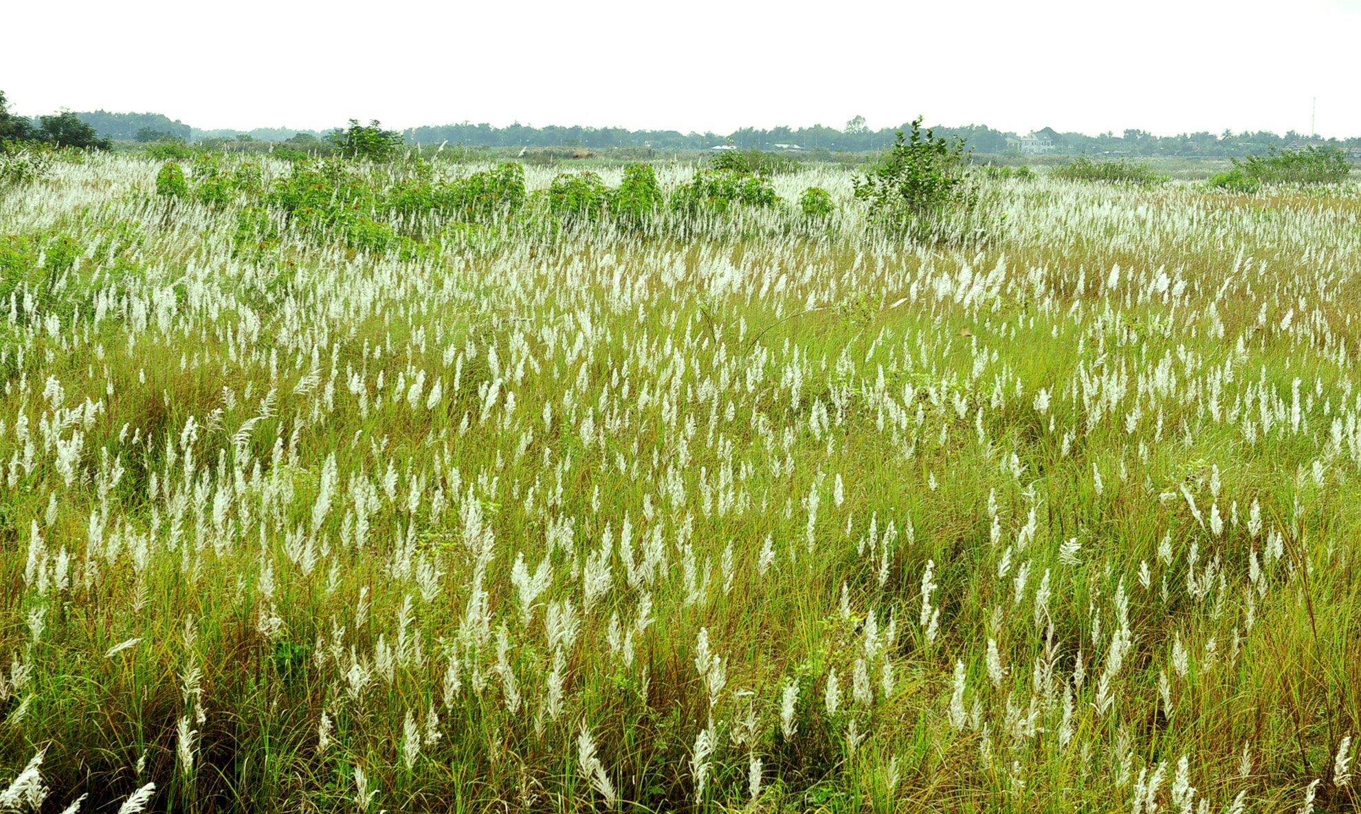 Mua hoa co lau anh 2