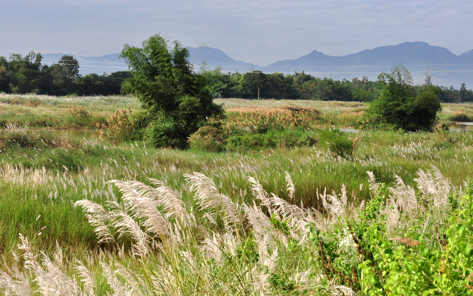 Mua hoa co lau anh 9