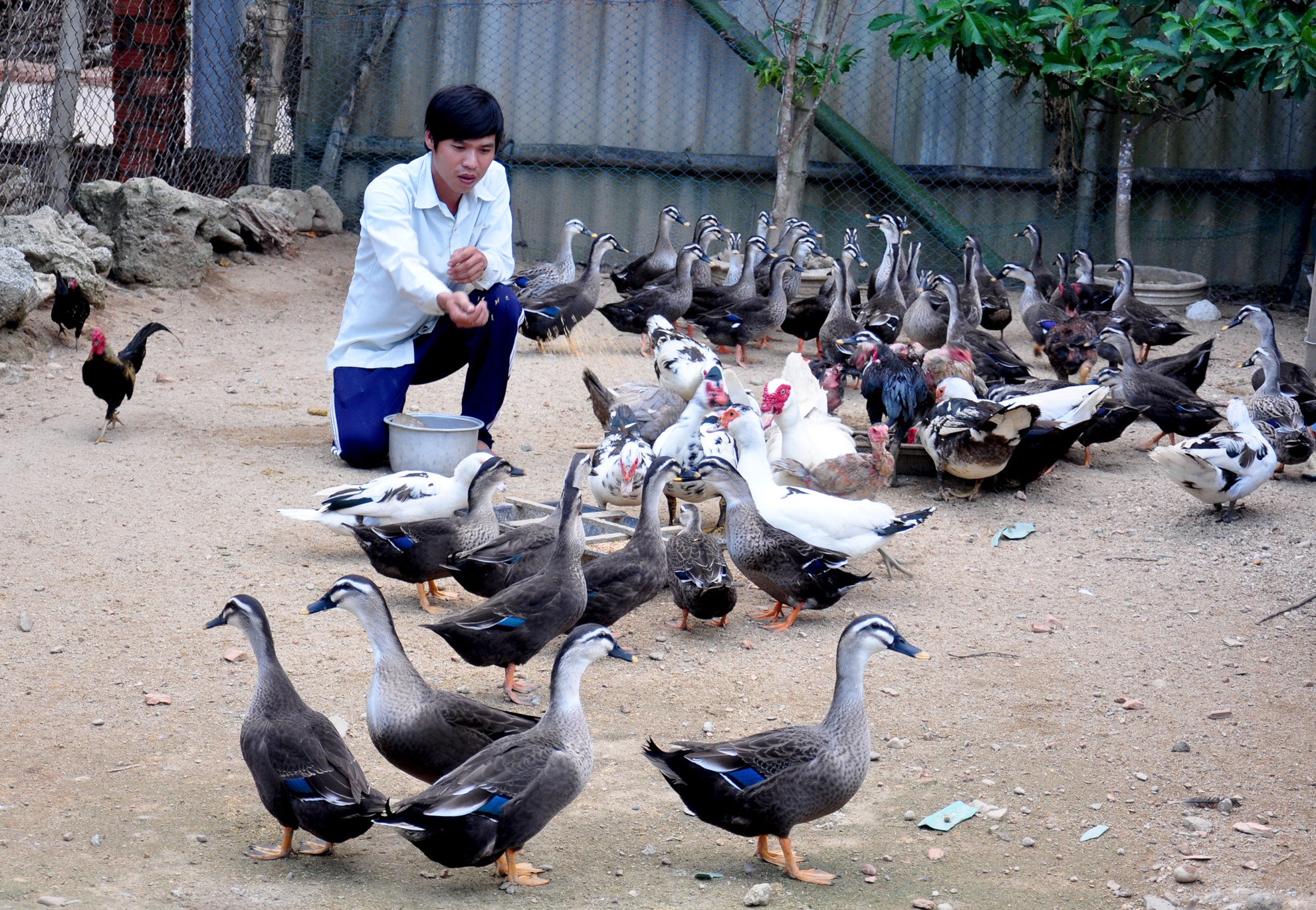 Trang trại gia cầm quý ảnh 4 Trang trai gia cam quy anh 4