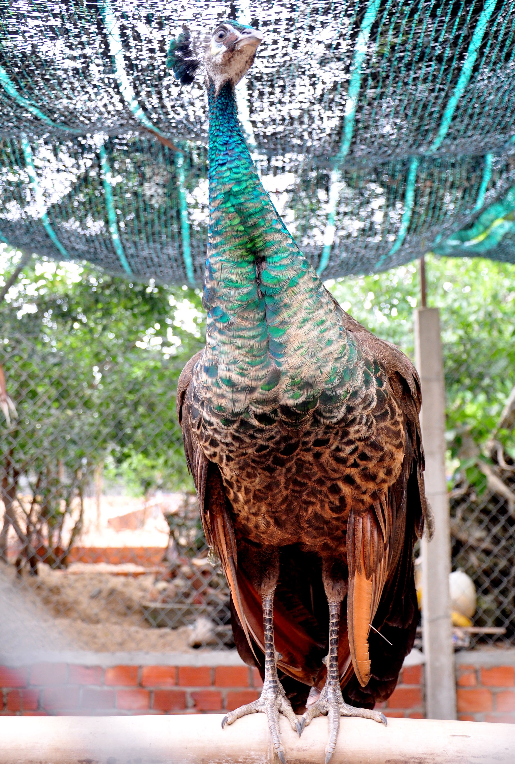 Trang trại gia cầm quý ảnh 6 Trang trai gia cam quy anh 6