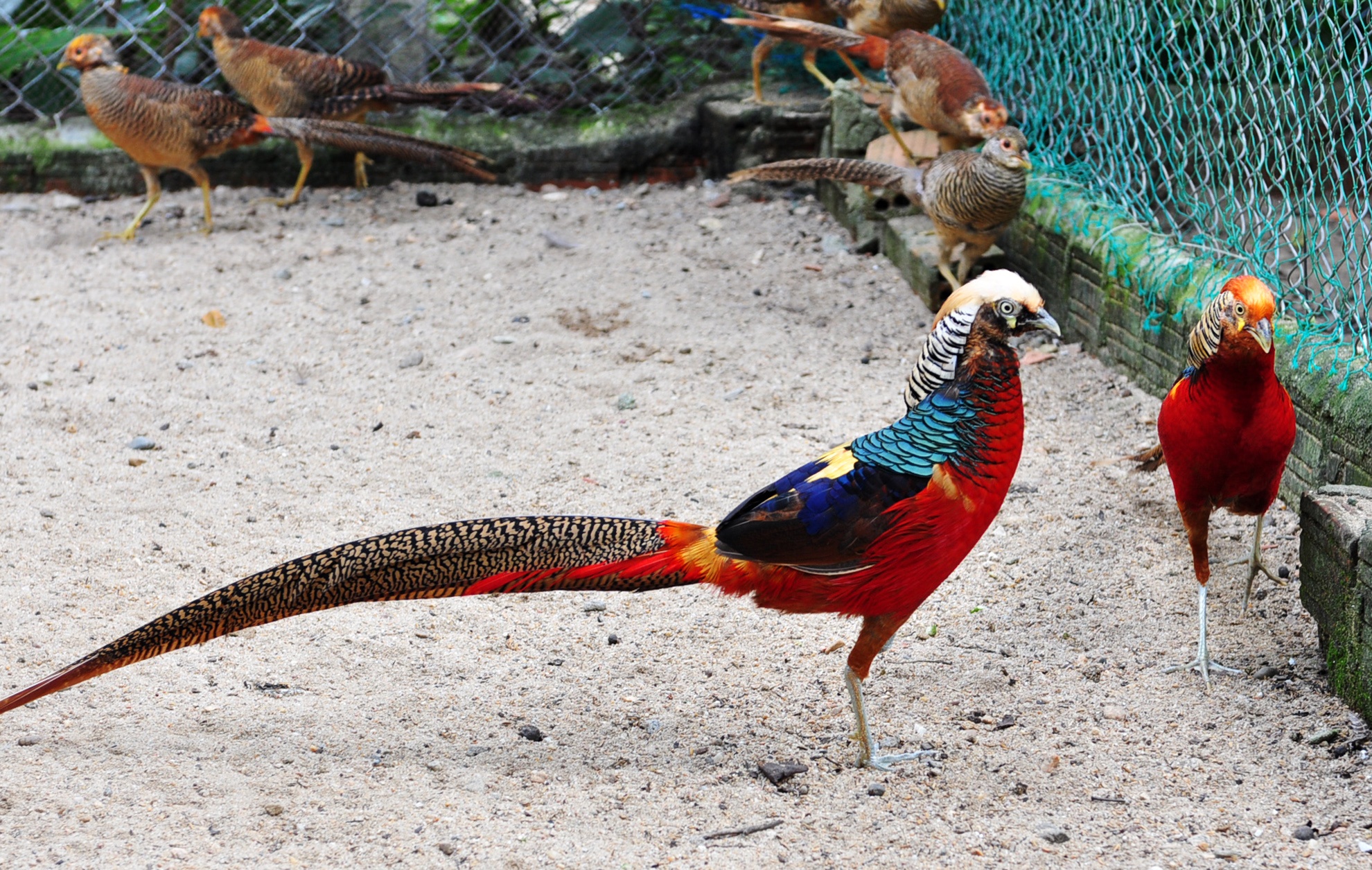 Trang trại gia cầm quý ảnh 7 Trang trai gia cam quy anh 7