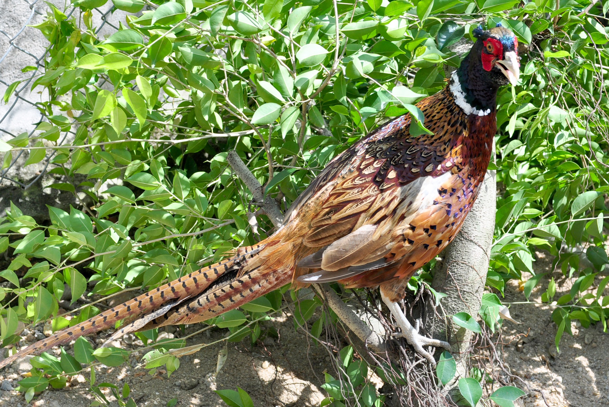 Chang trai 8X lam giau voi chim, ga quy hinh anh