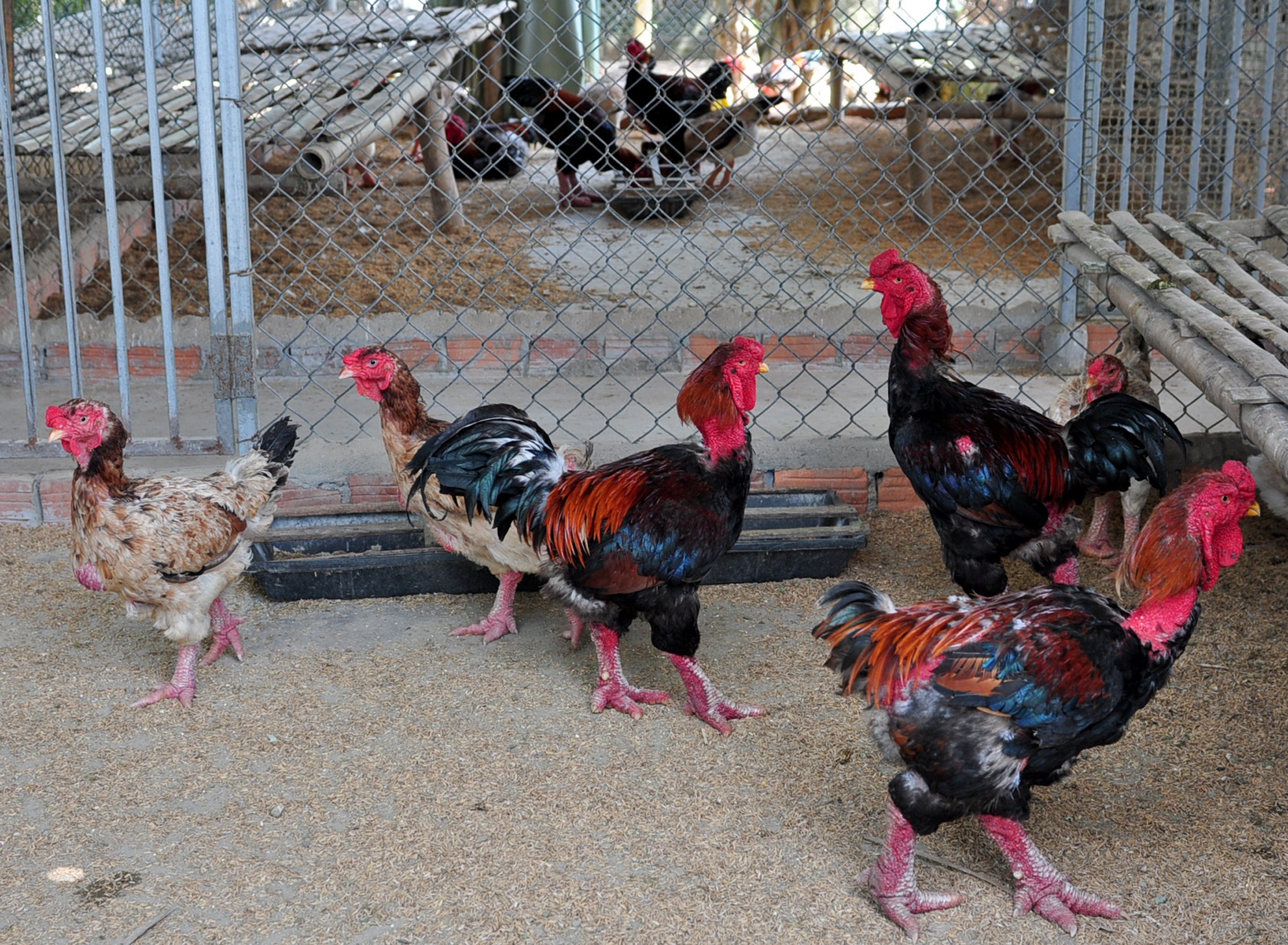 Trang trại gia cầm quý ảnh 2 Trang trai gia cam quy anh 2