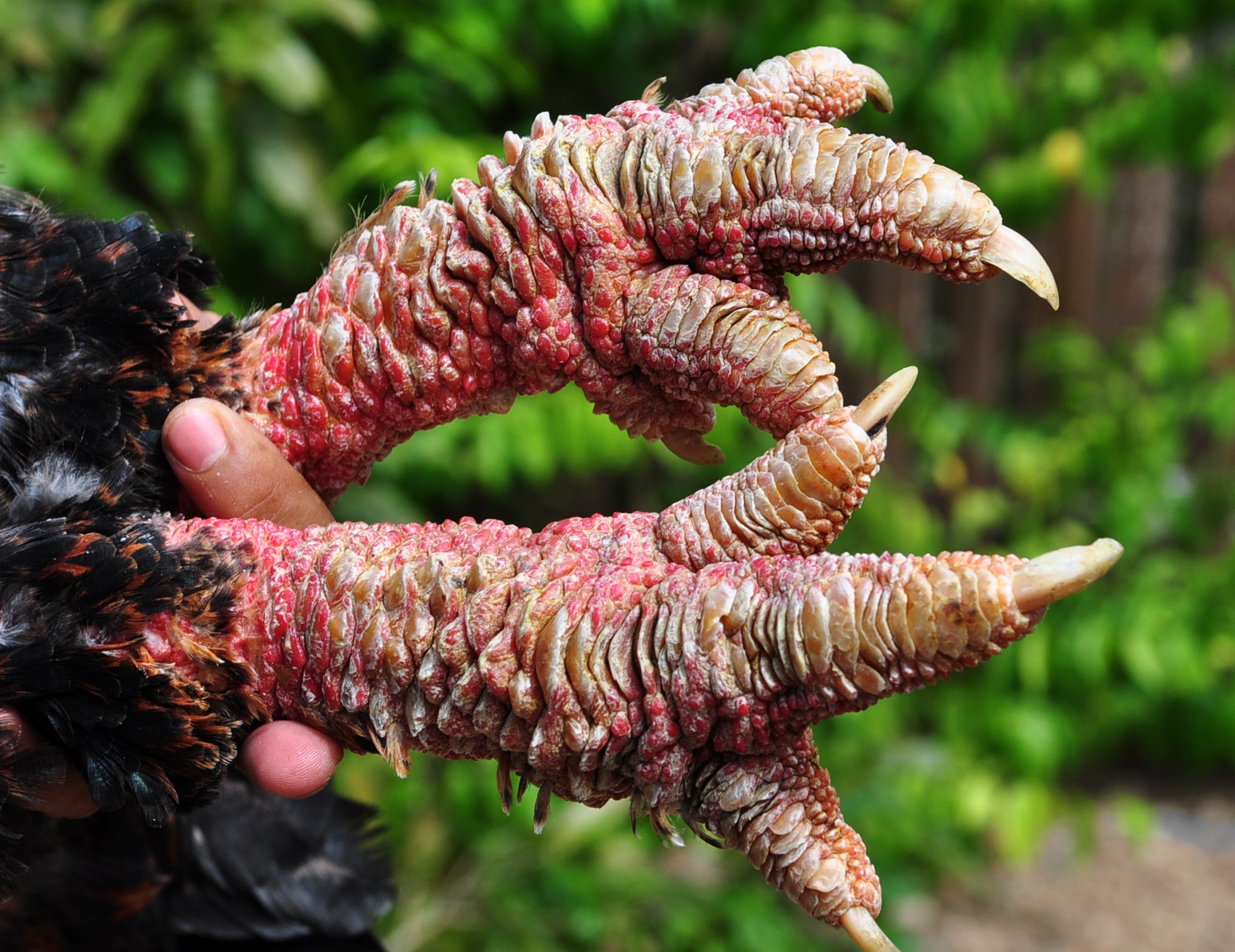 Trang trại gia cầm quý ảnh 3 Trang trai gia cam quy anh 3