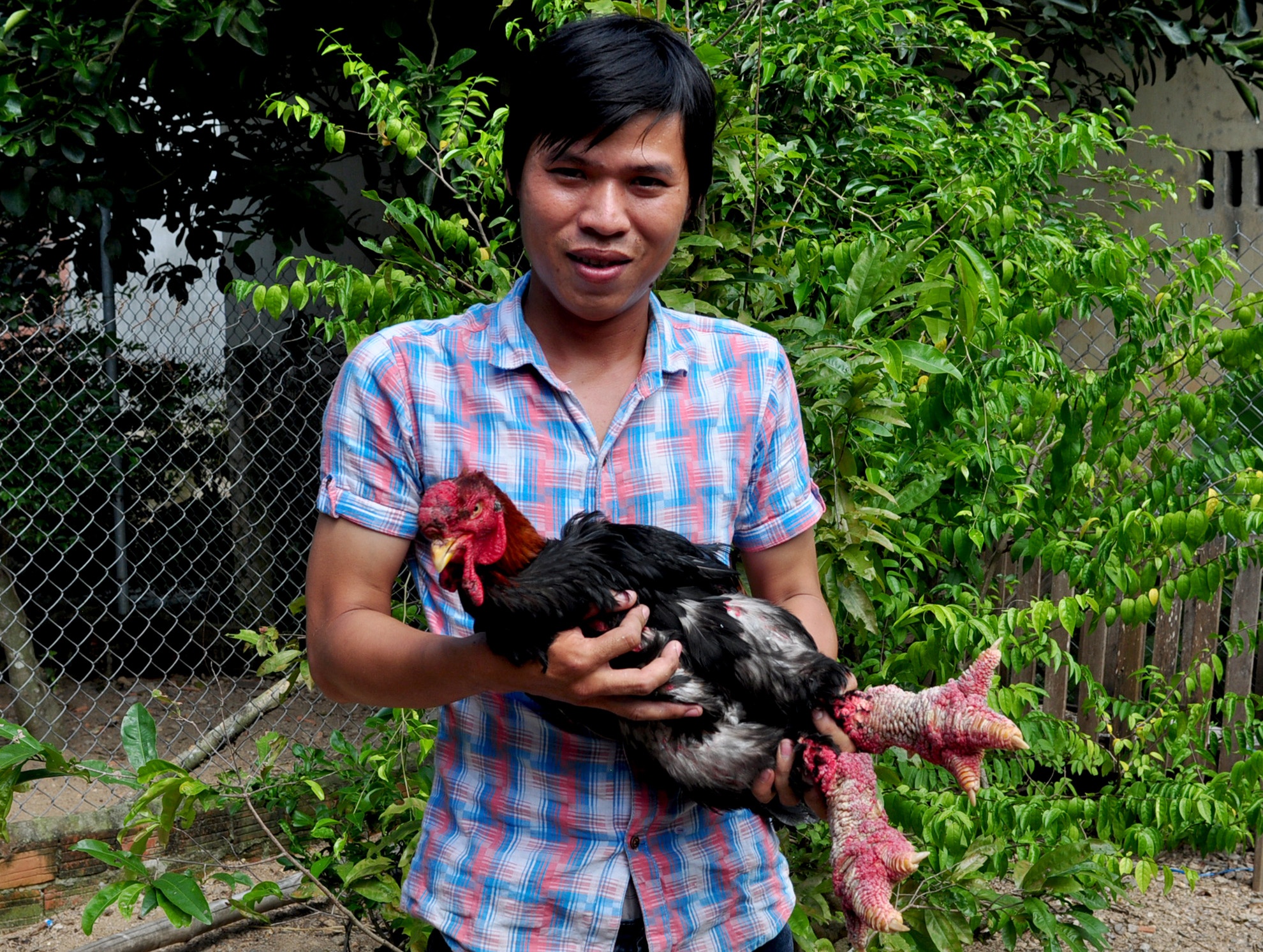 Trang trại gia cầm quý ảnh 1 Trang trai gia cam quy anh 1